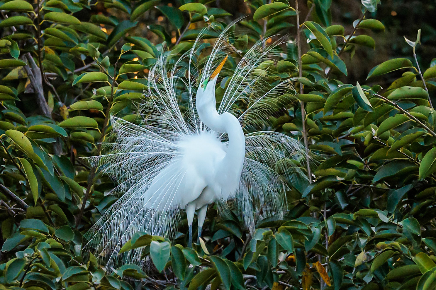 Great Egret, Wakodahatchee Wetlands