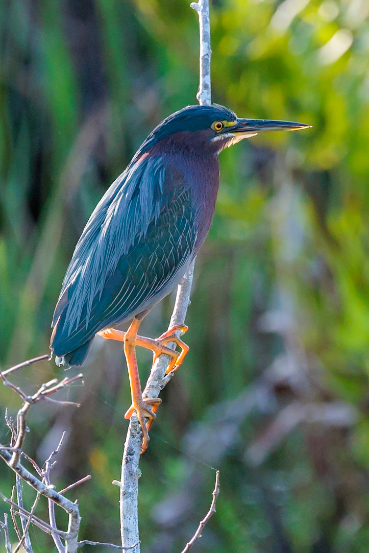 Green Heron, Green Cay Wetlands