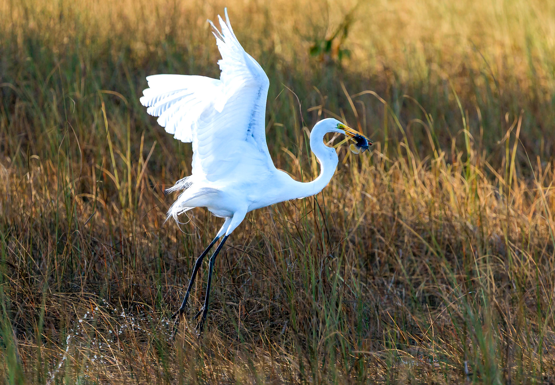 Great Egret, Everglades Mahogany Hammock