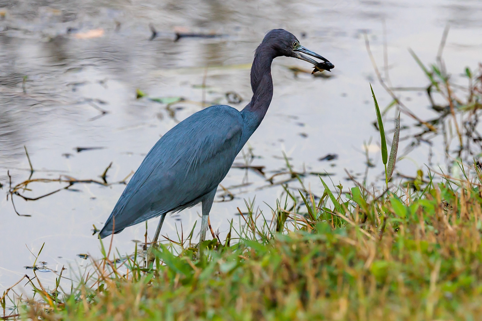 Little Blue Heron, Everglades Shark Valley