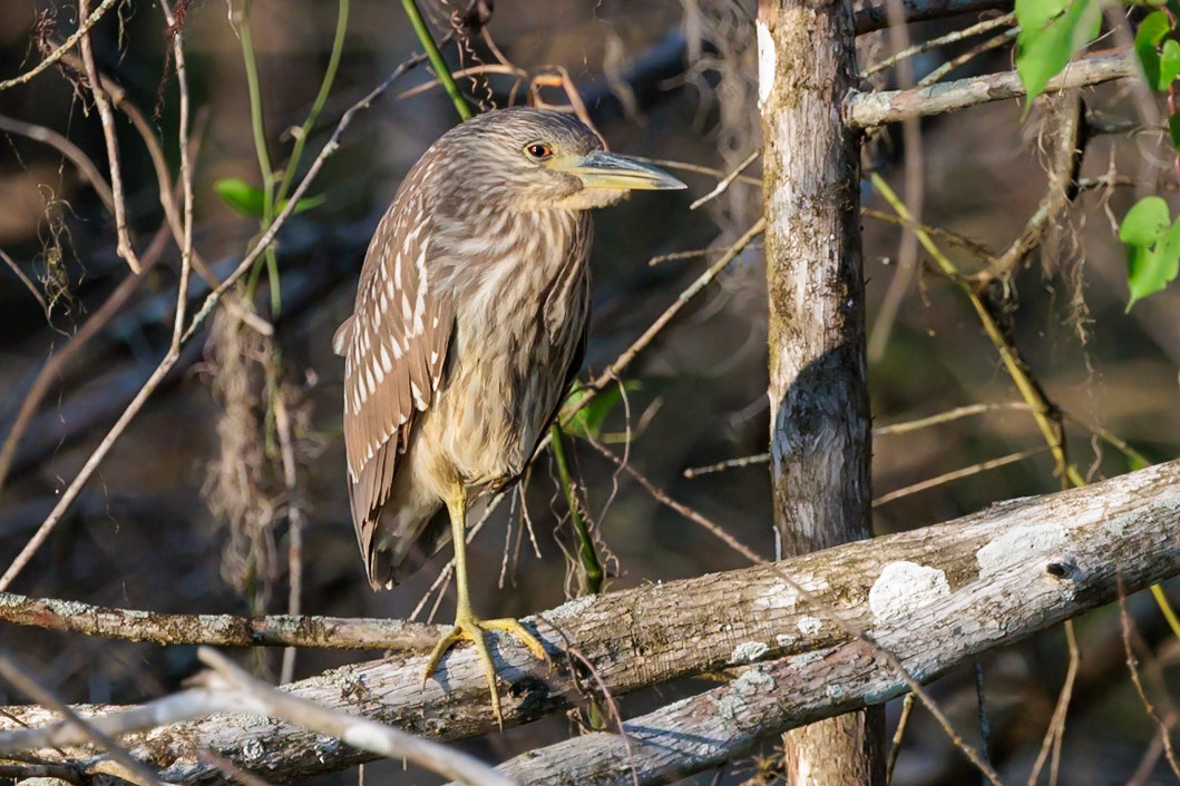 Black-crowned Night Heron, CREW Bird Rookery