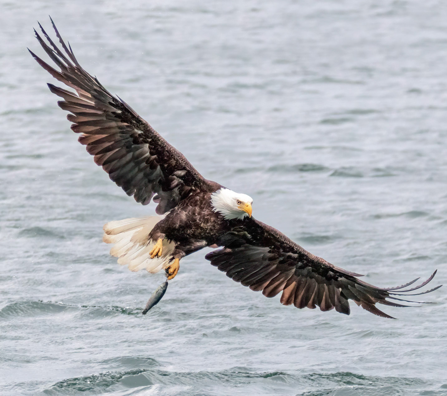 Eagle, Kachemak Bay