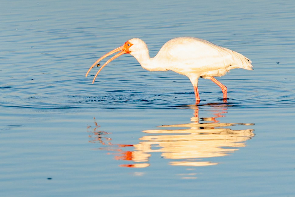 White Ibis, Ding Darling NWR