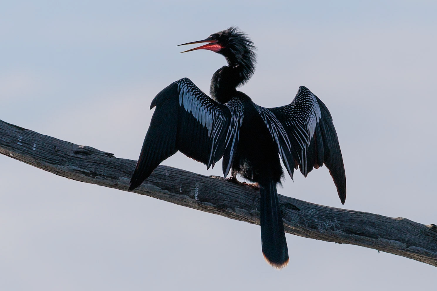 Anhinga, Green Cay Wetlands