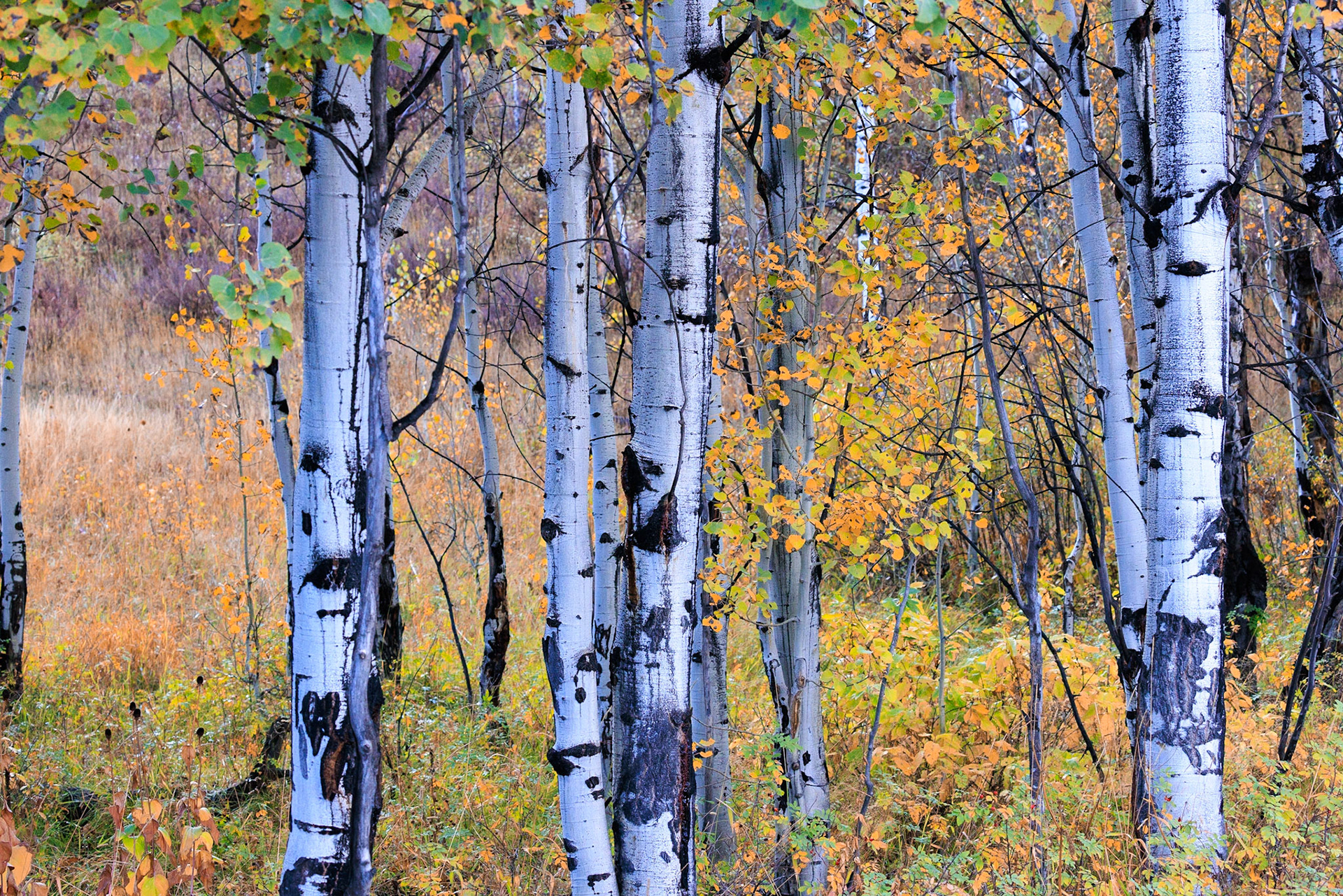 Birch, Gros Ventre Road, Grand Teton NP