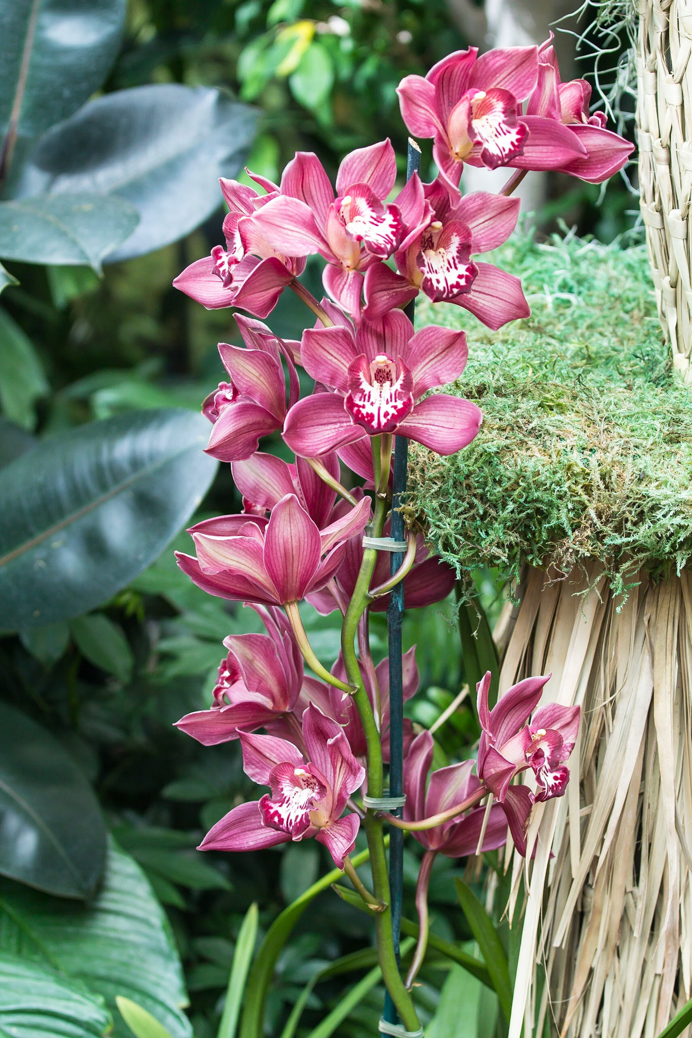 Orchid Show 2013