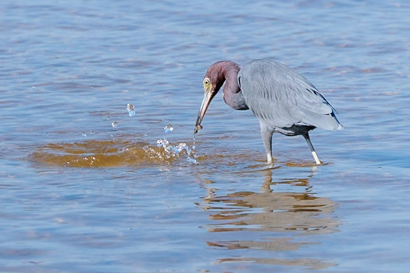 Little Blue Heron, Ding Darling NWR