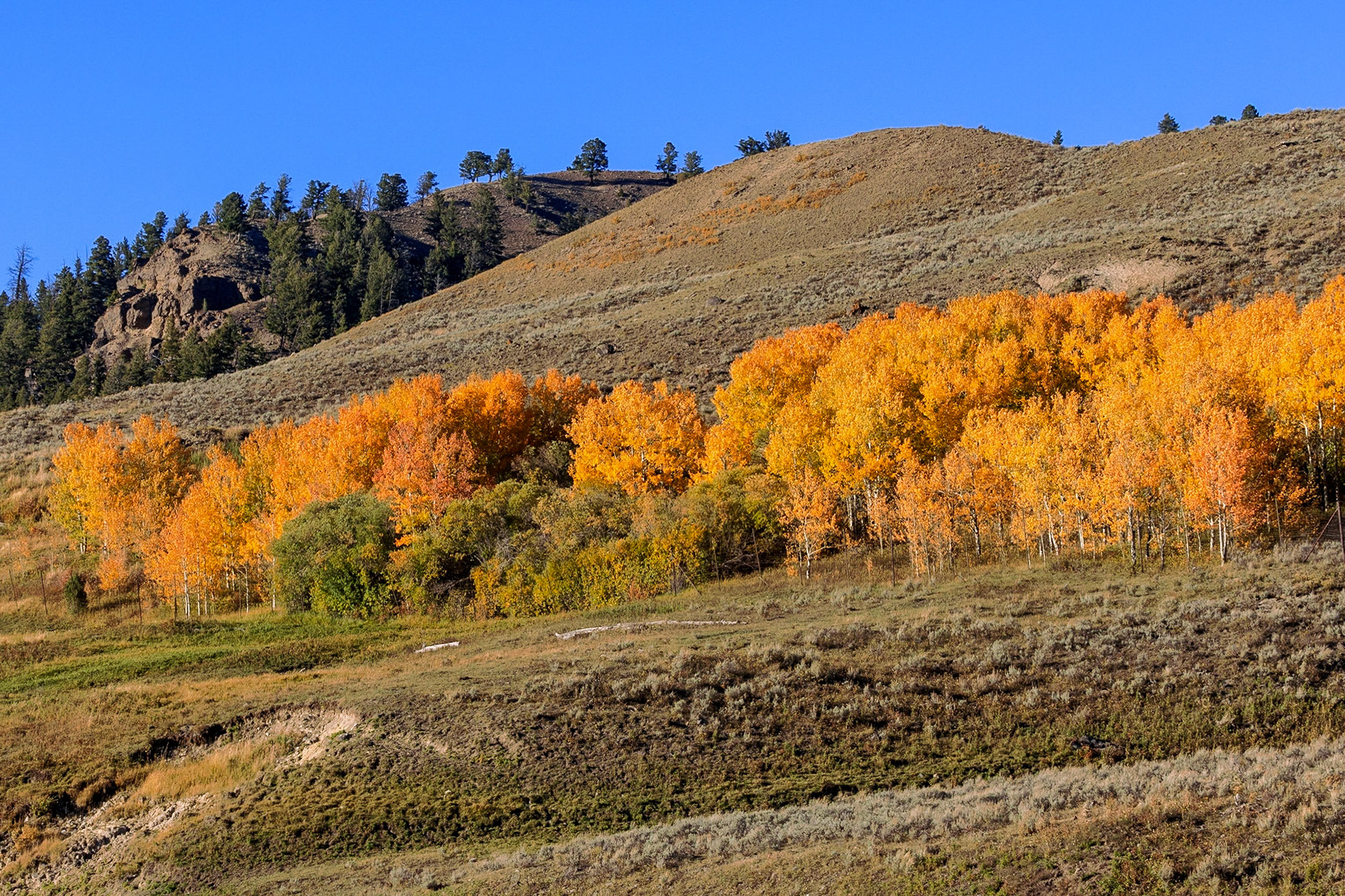 Fall Colors, Lamar Valley, Yellowstone NP