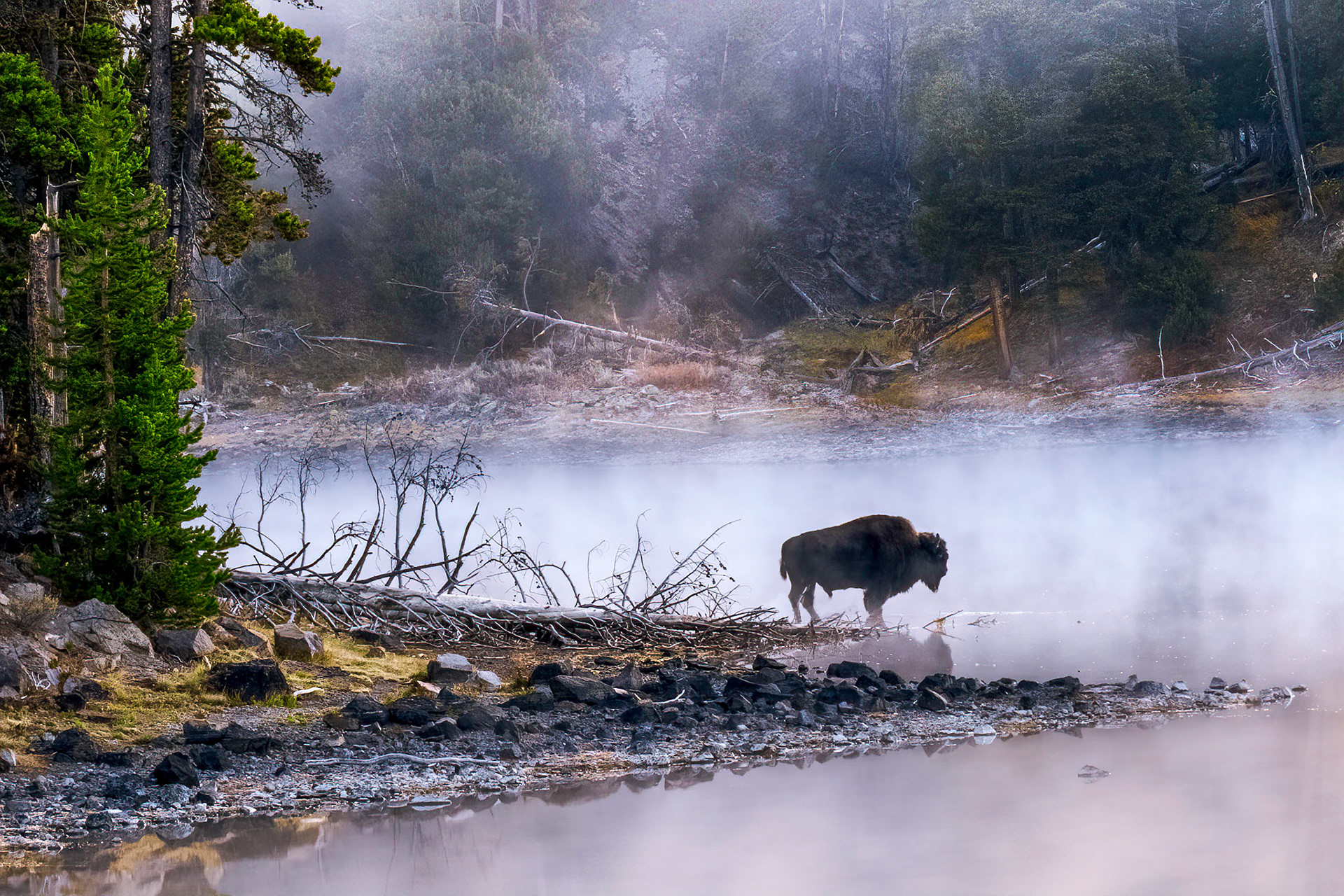 Bison, Yellowstone River