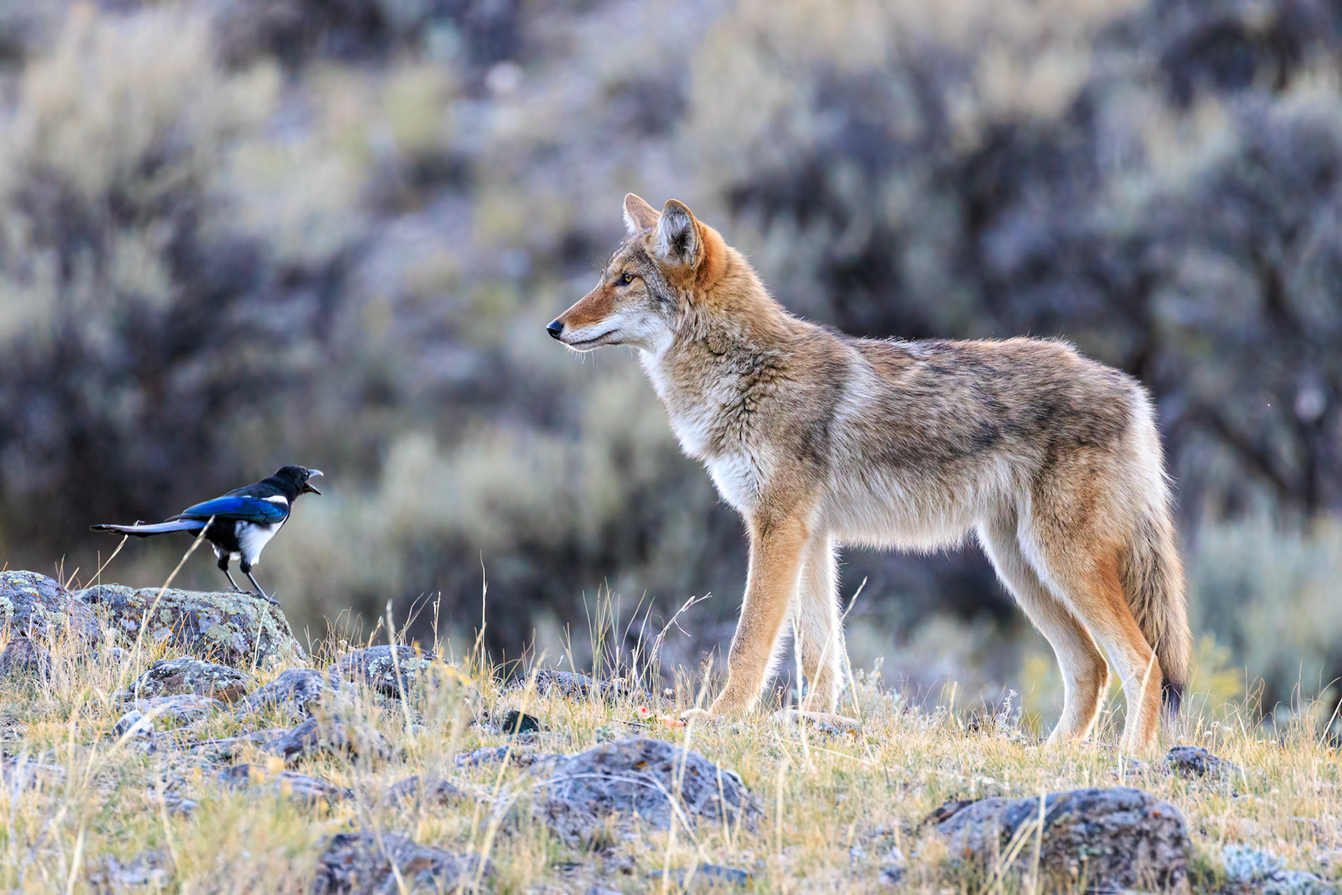 Coyote & Magpie, Mammoth Hot Springs, Yellowstone NP