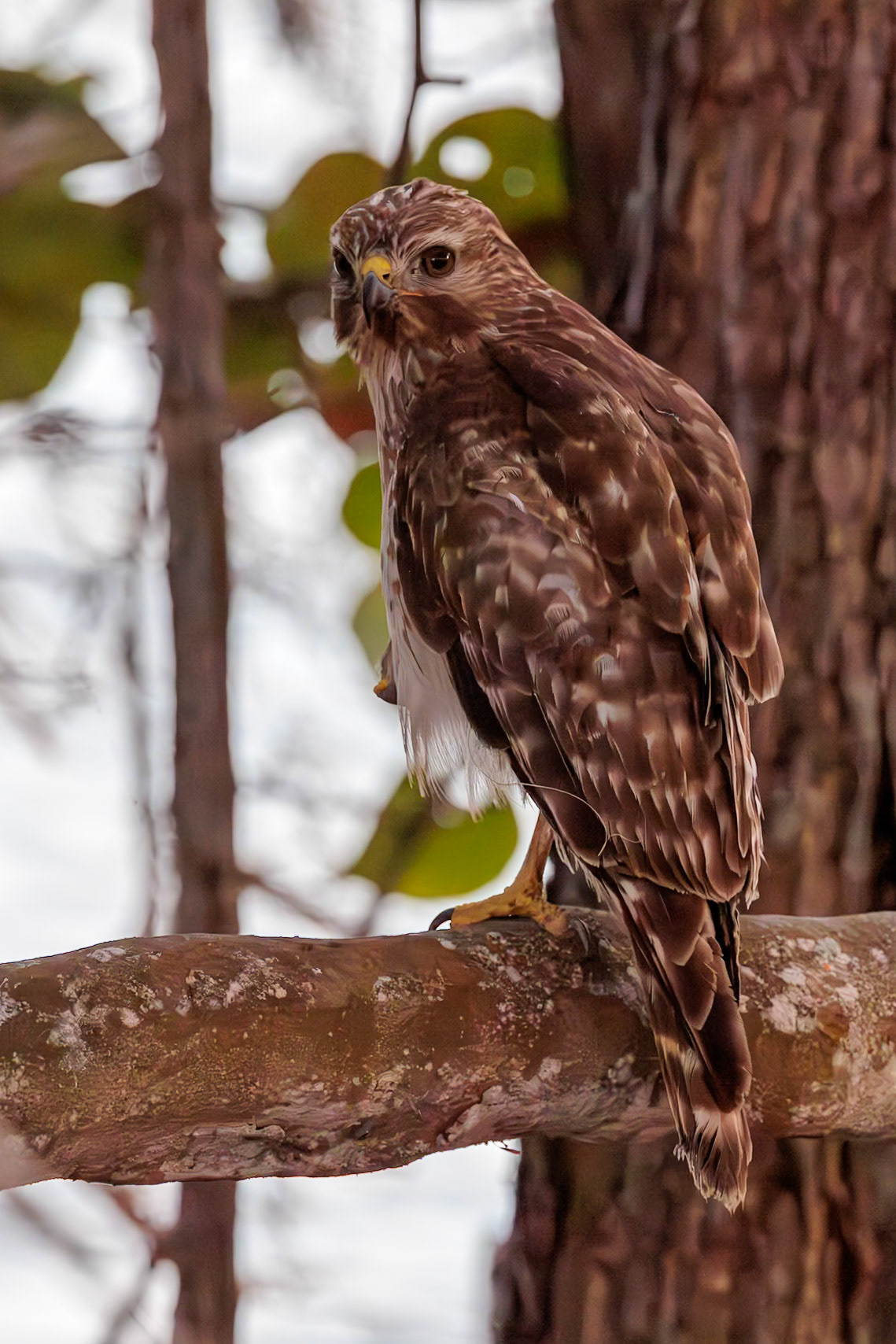 Red-shouldered Hawk, Everglades Flamingo