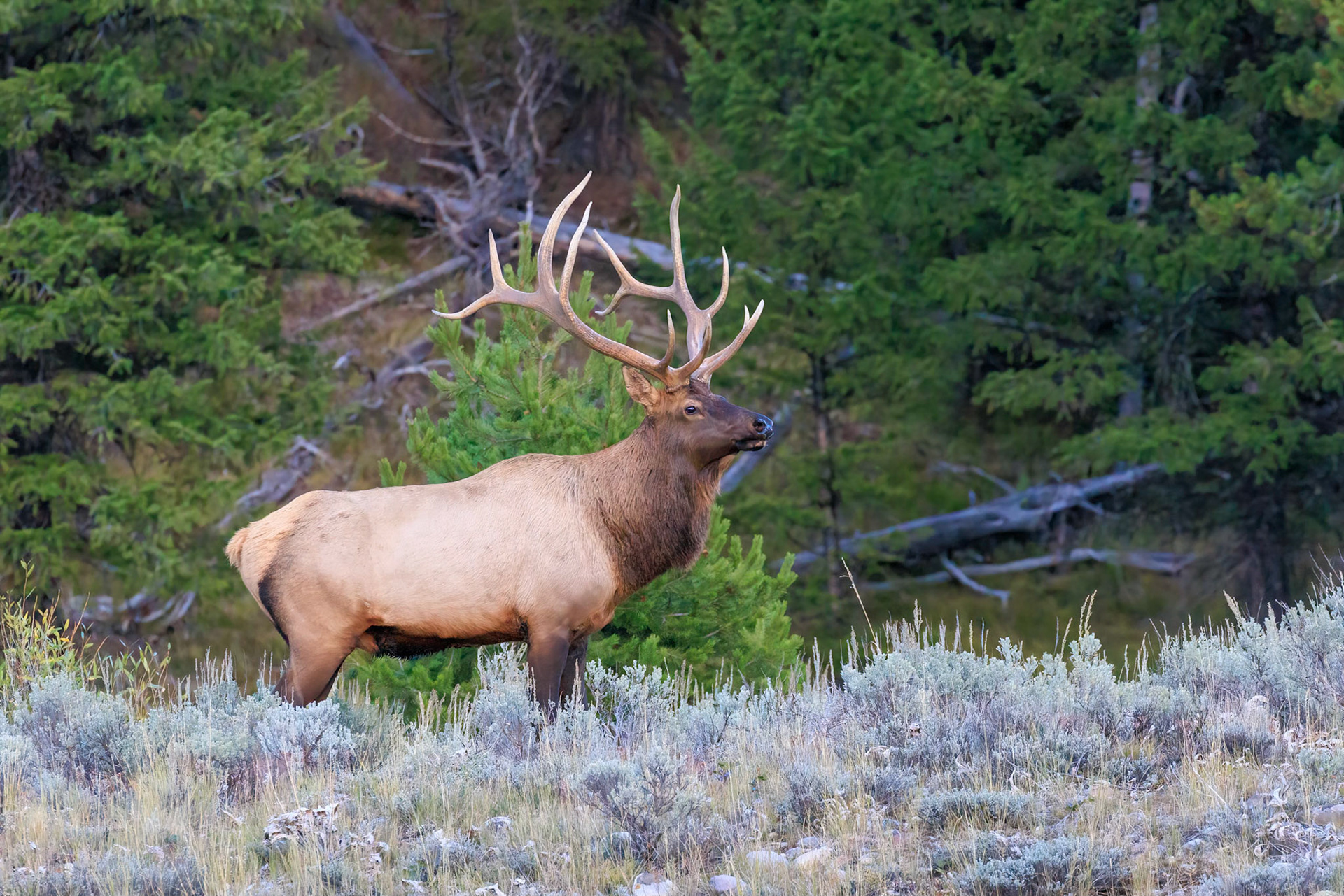 Bull Elk, Teton Park Road