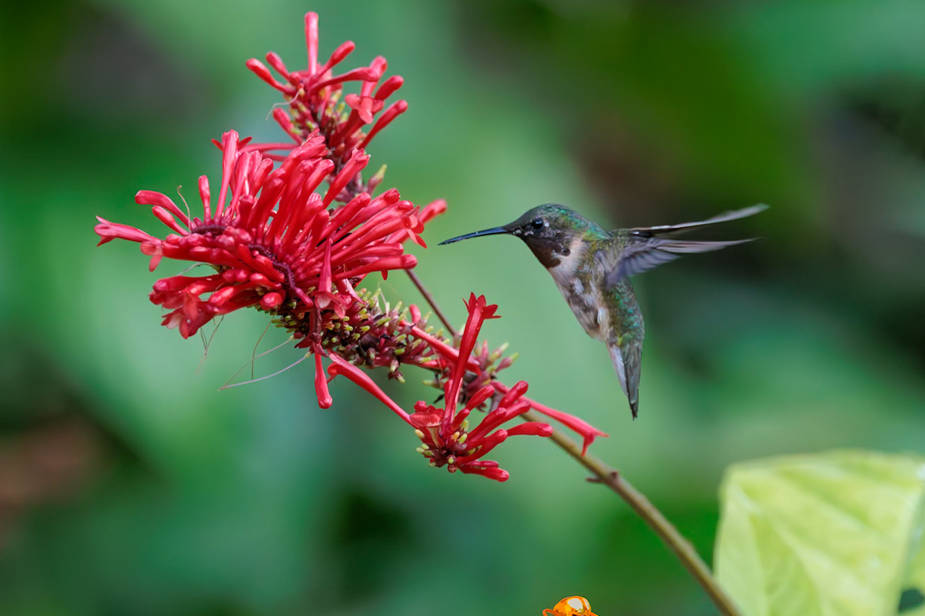 Ruby-throated Hummingbird, Loxahatchee NWR