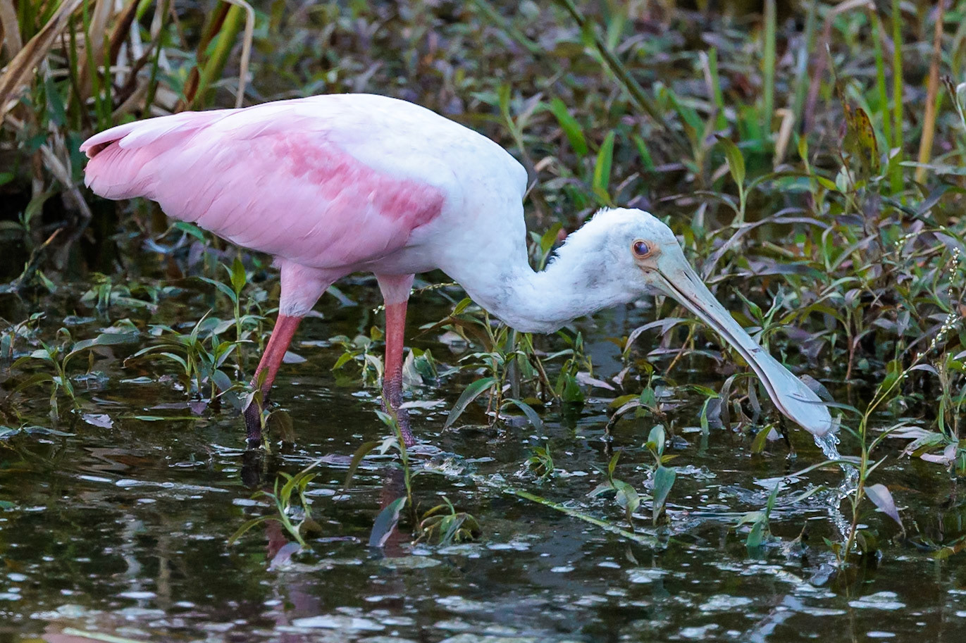 Roseate Spoonbill, Wakodahatchee Wetlands