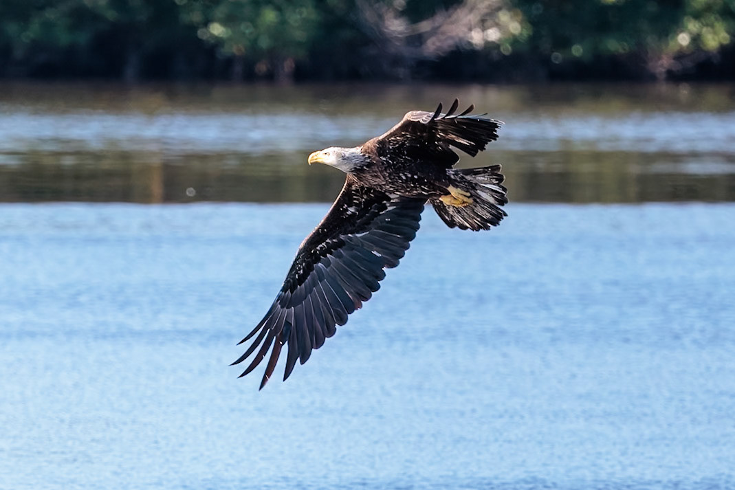 Barl Eagle, Ding Darling NWR