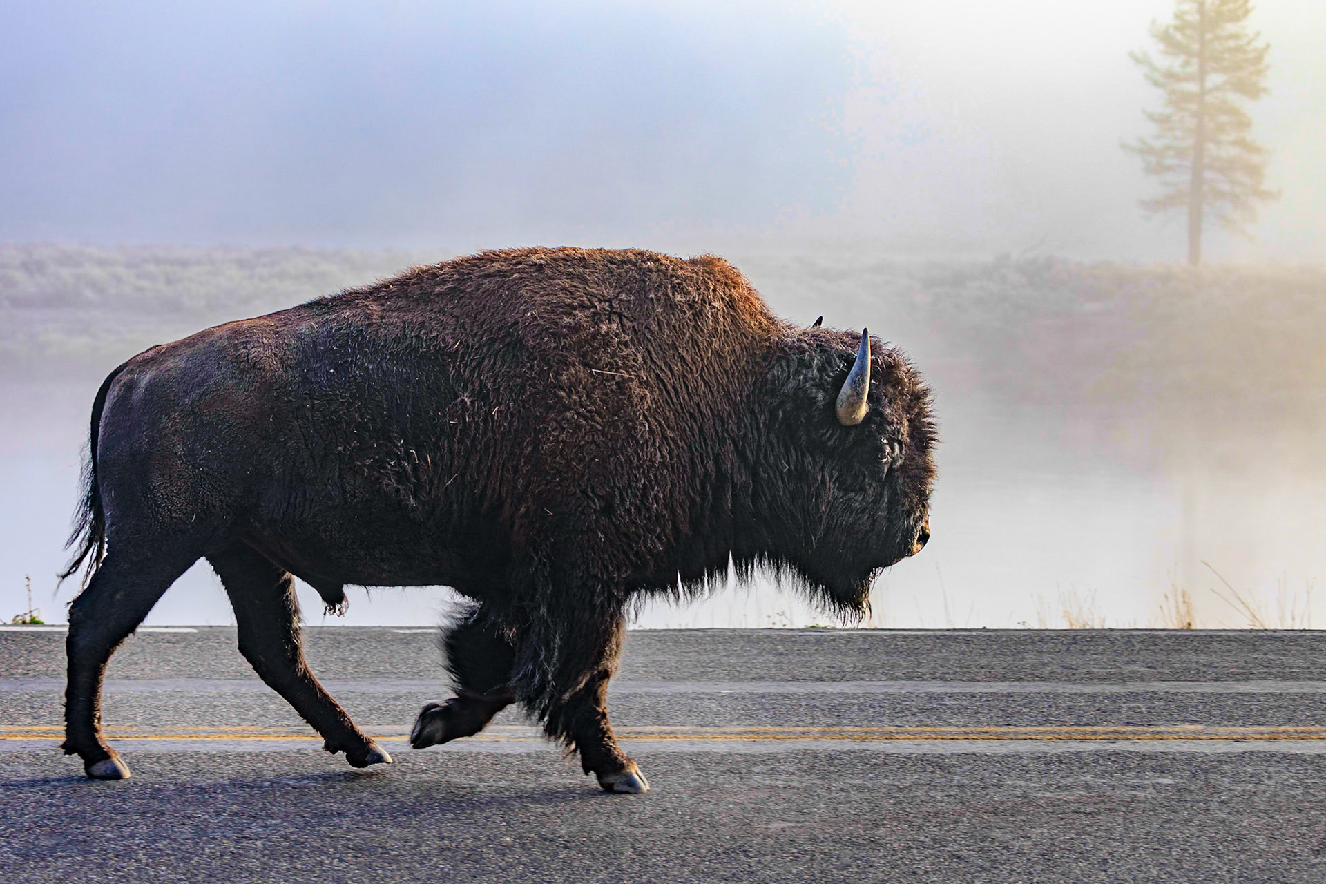 Bison, Yellowstone River, Hayden Valley