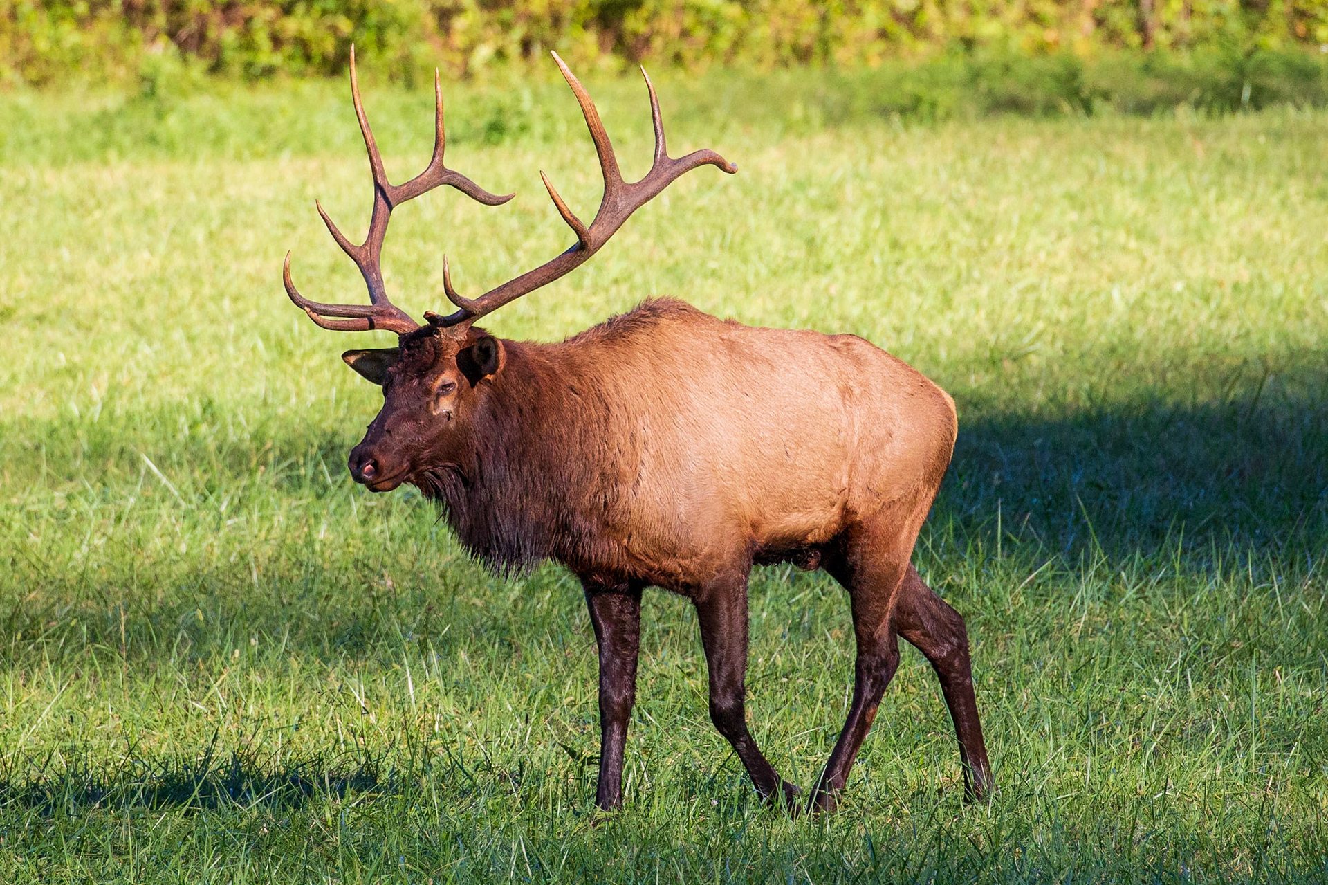 Bull Elk, near Oconaluftee Visitor Center