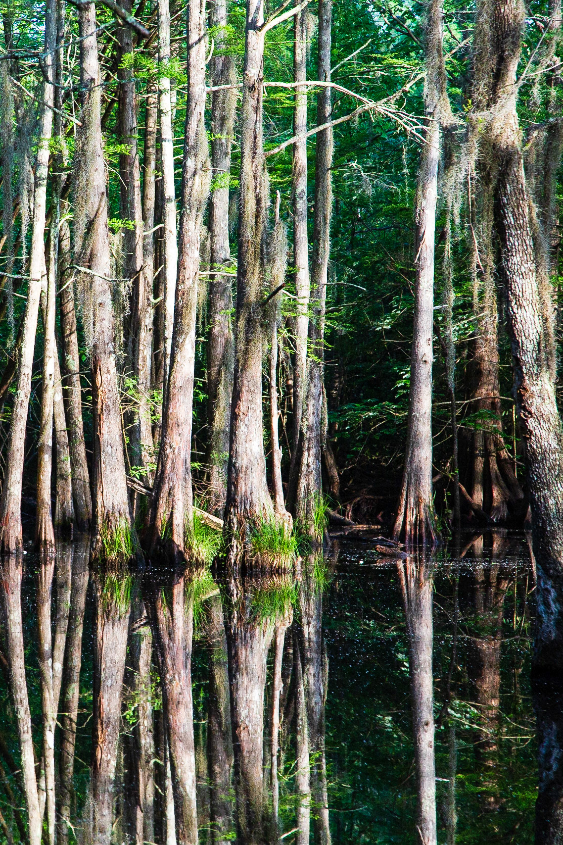 Big Branch Natl Wildlife Refuge