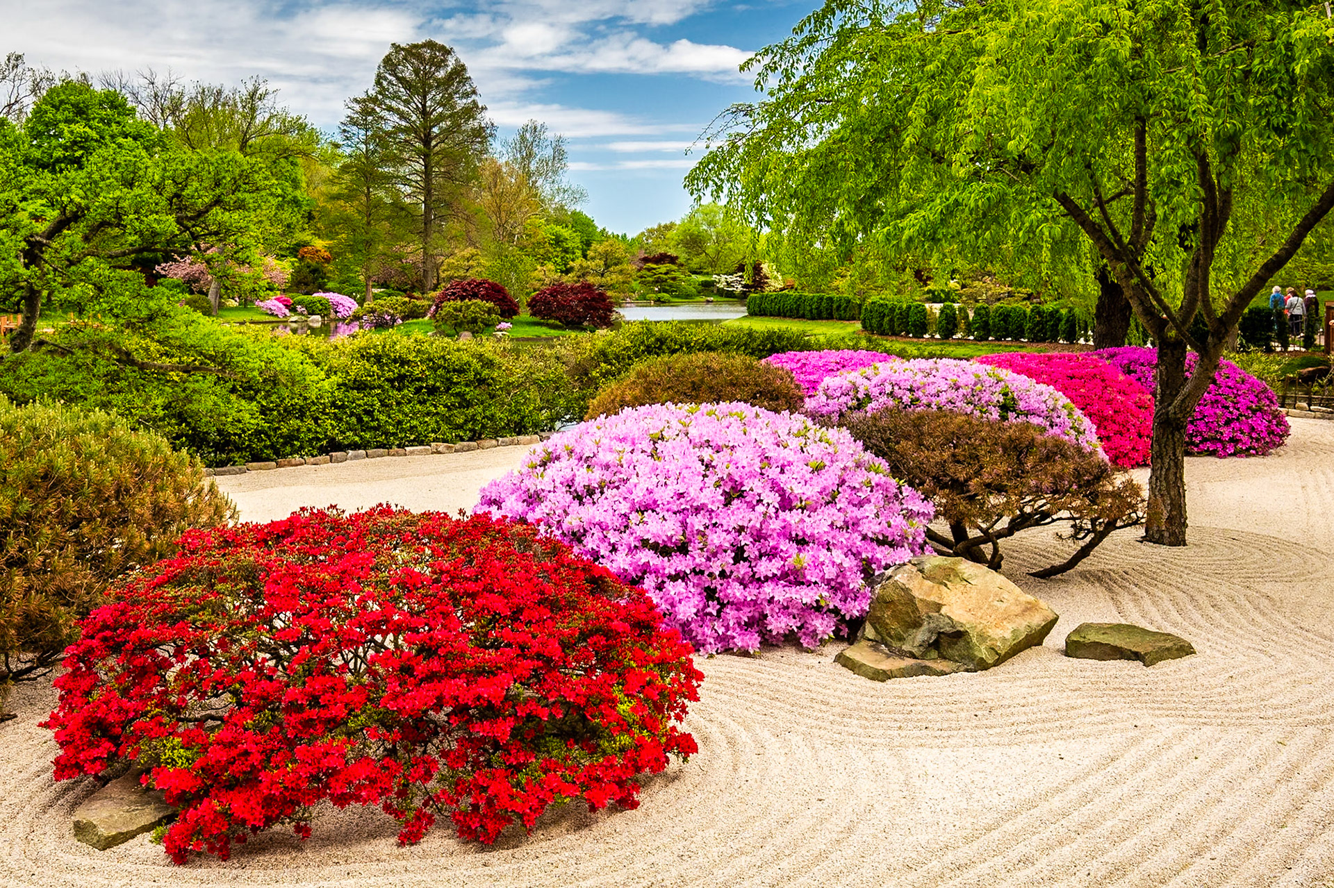 Azaleas 2015