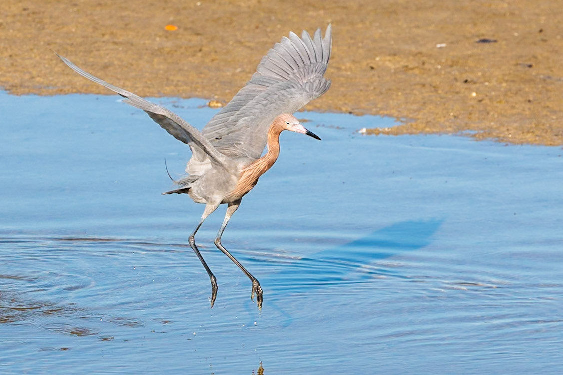 Reddish Egret, Ding Darling NWR