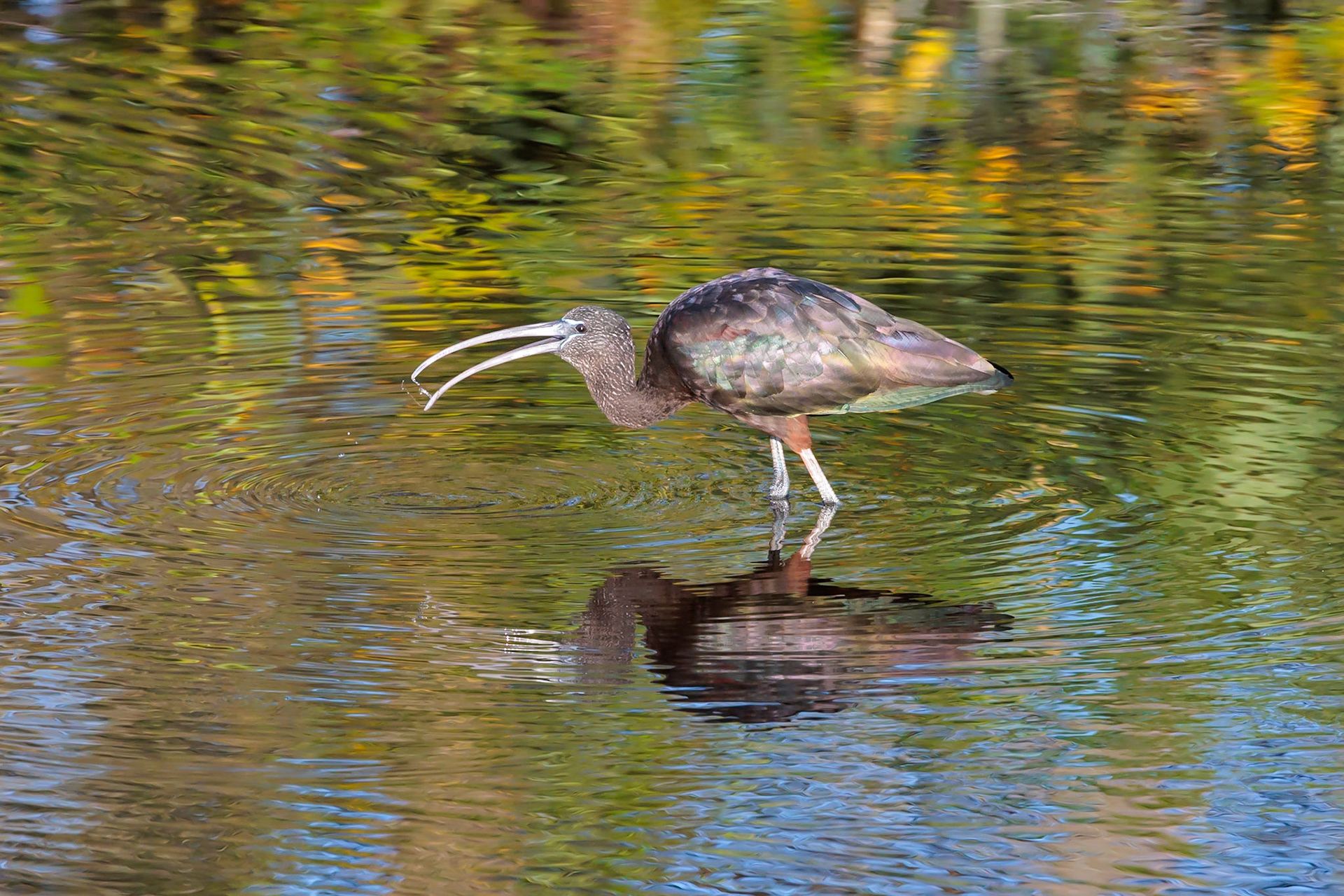 Glossy Ibis, Wakodahatchee Wetlands