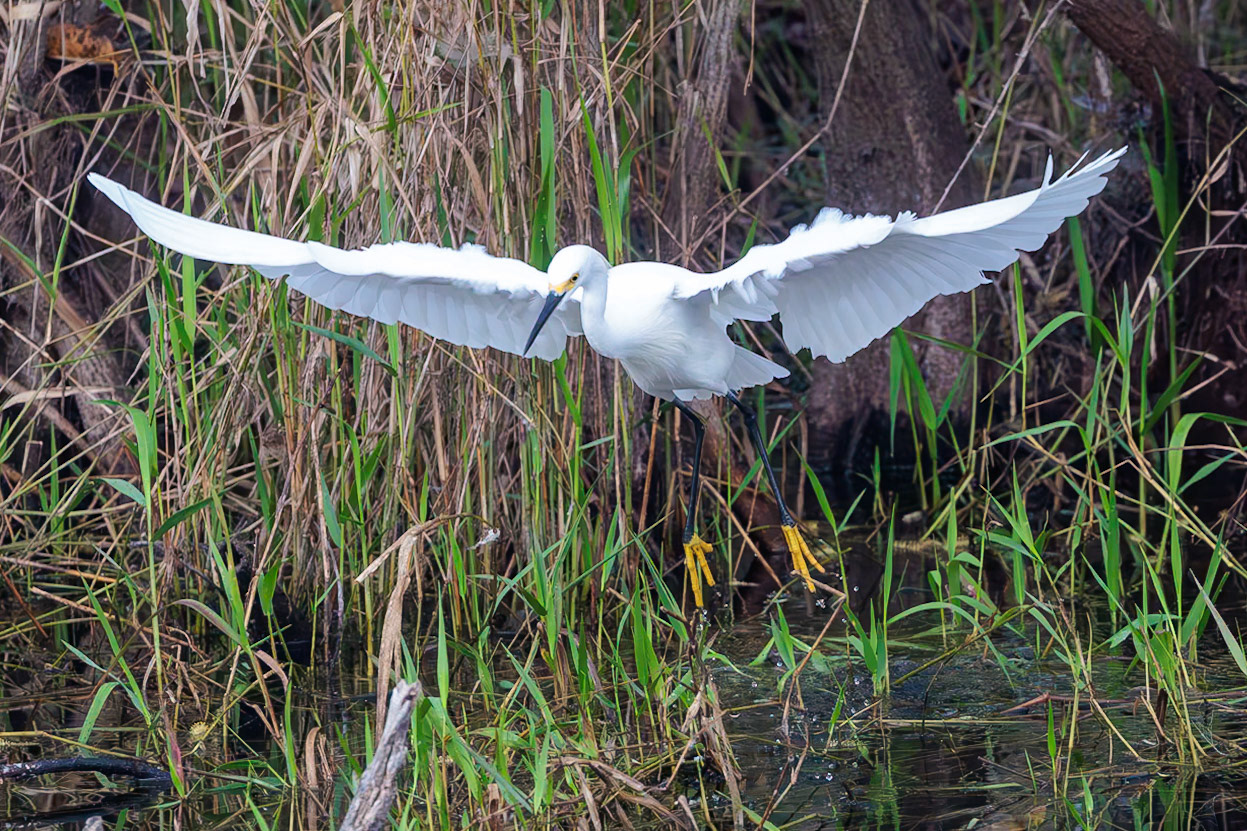 Snowy Egret, Everglades Shark Valley