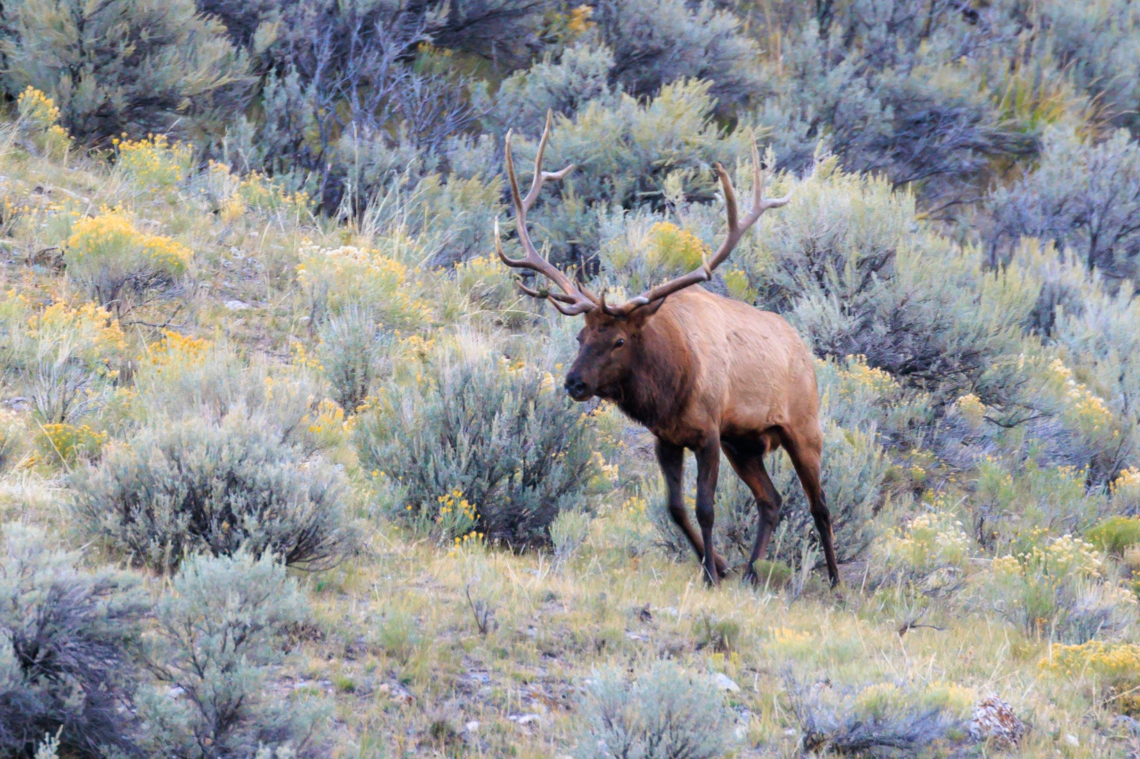 Elk, Mammoth Hot Springs, Yellowstone NP
