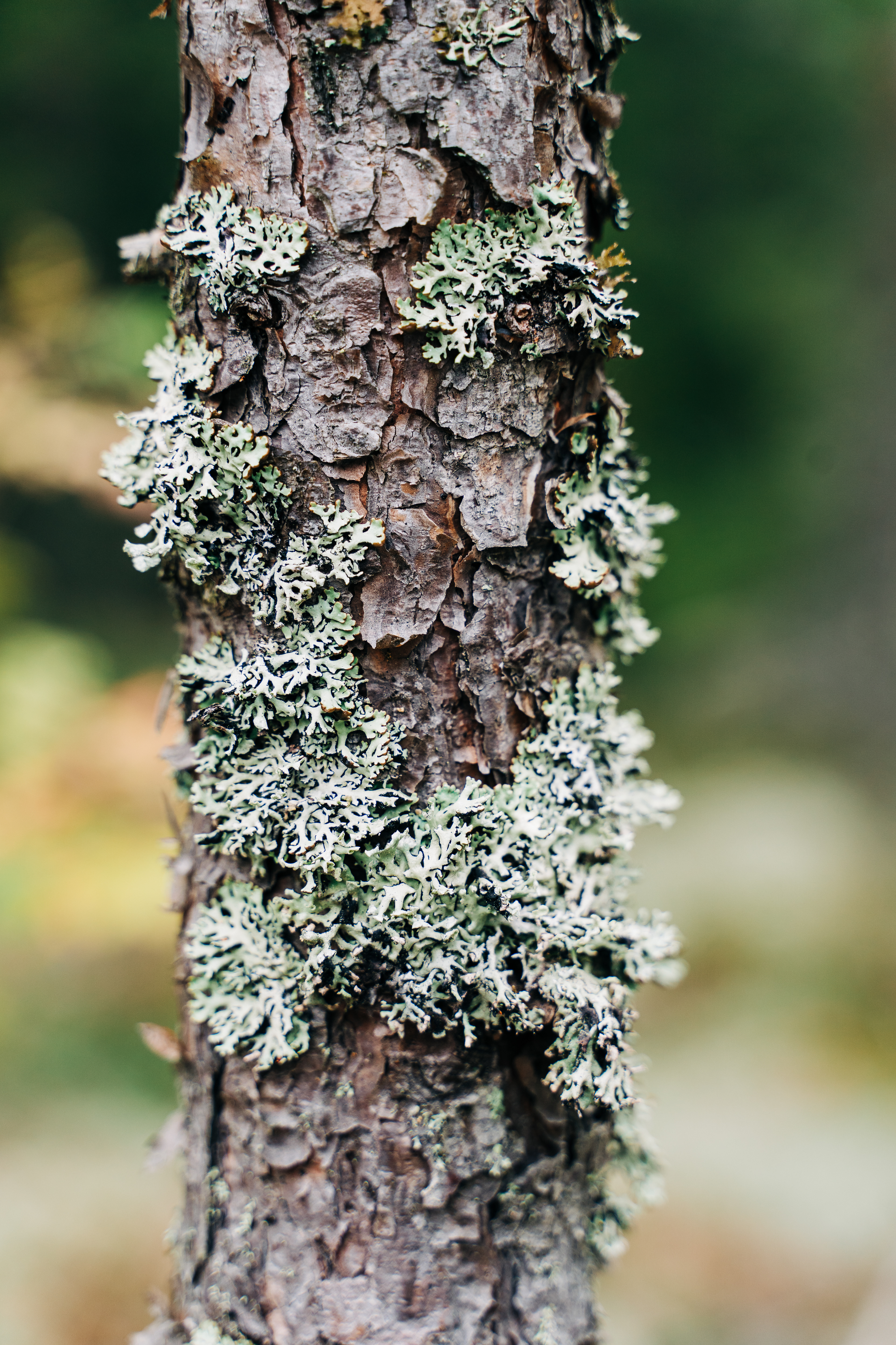 Nuuksio National Forest, Finlandia