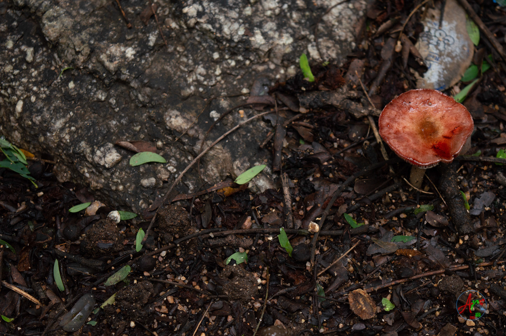 Mushroom in the jungle
