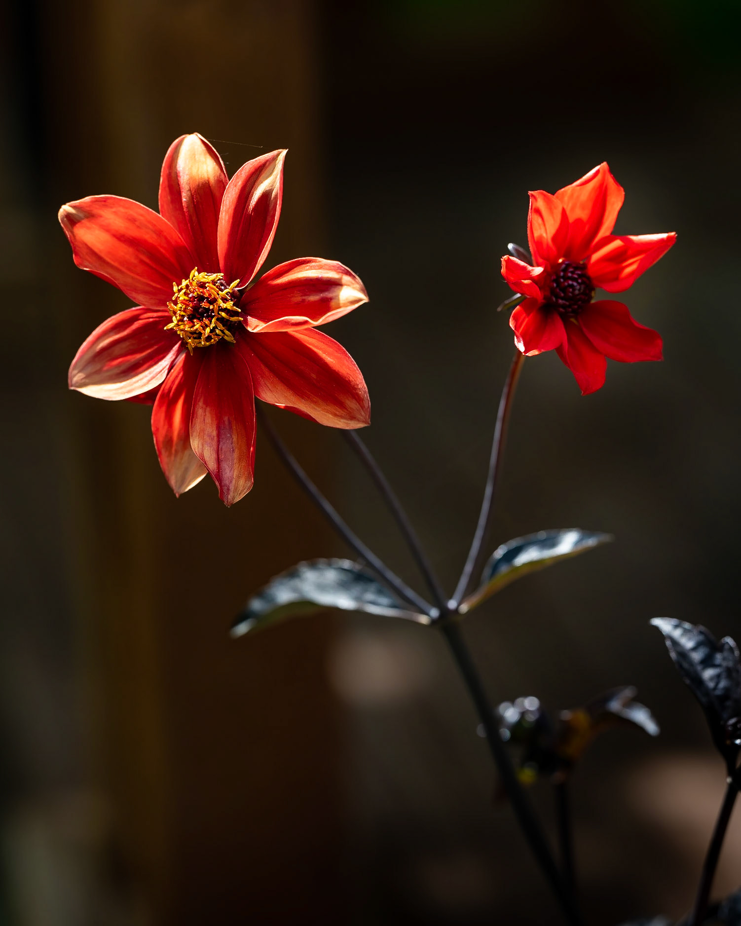 Dahlia - West Valley, UT