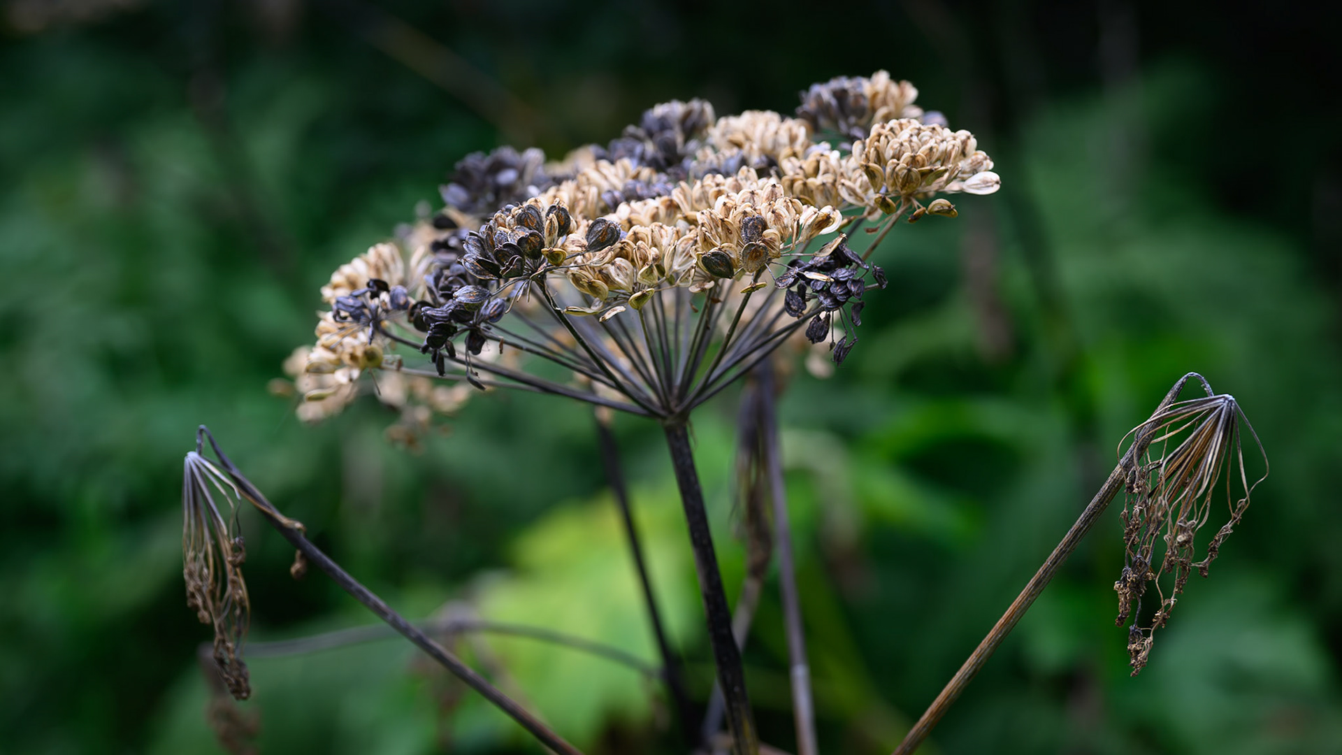 Cow Parsnip
