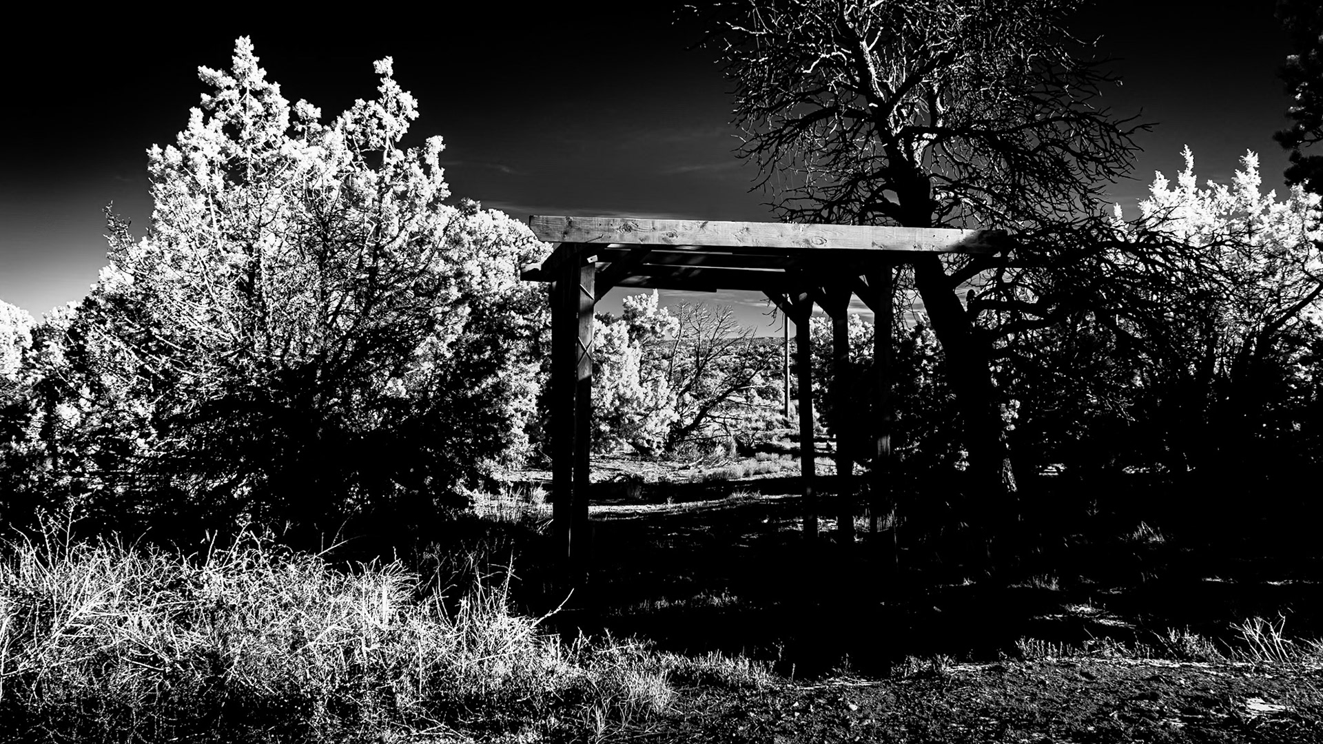 Thru the arbor