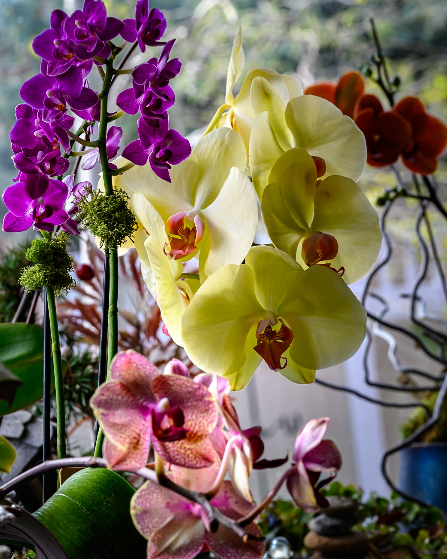 4 Orchids