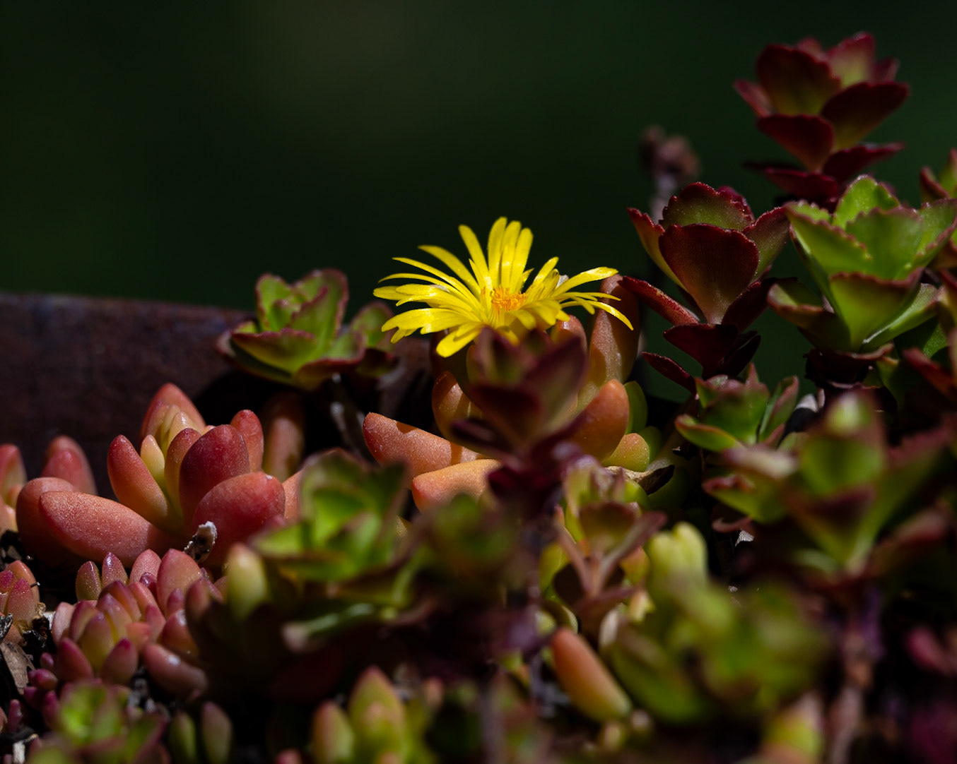 Cactus Flower - West Valley, UT