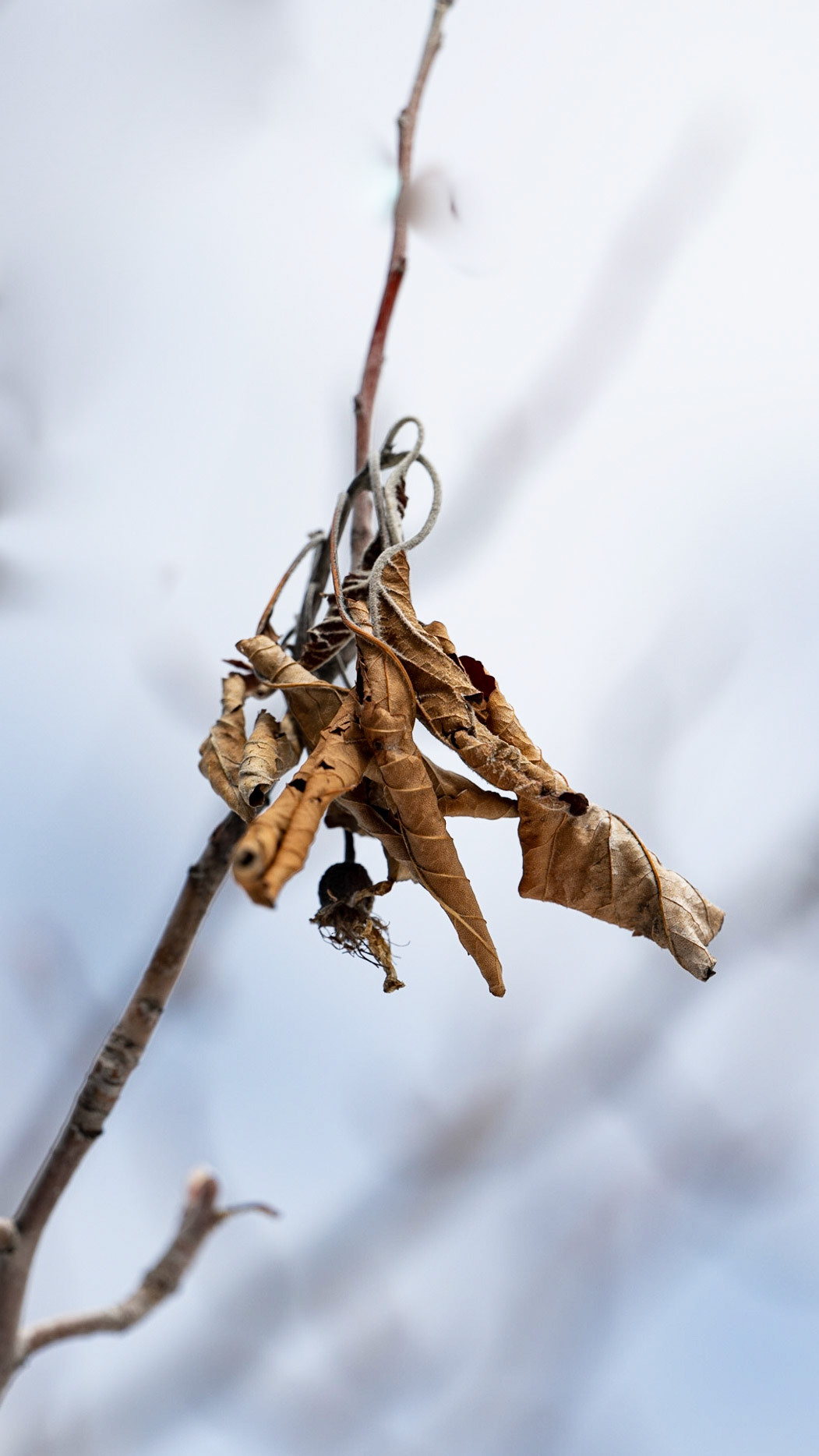 Red Butte Leaf Cluster