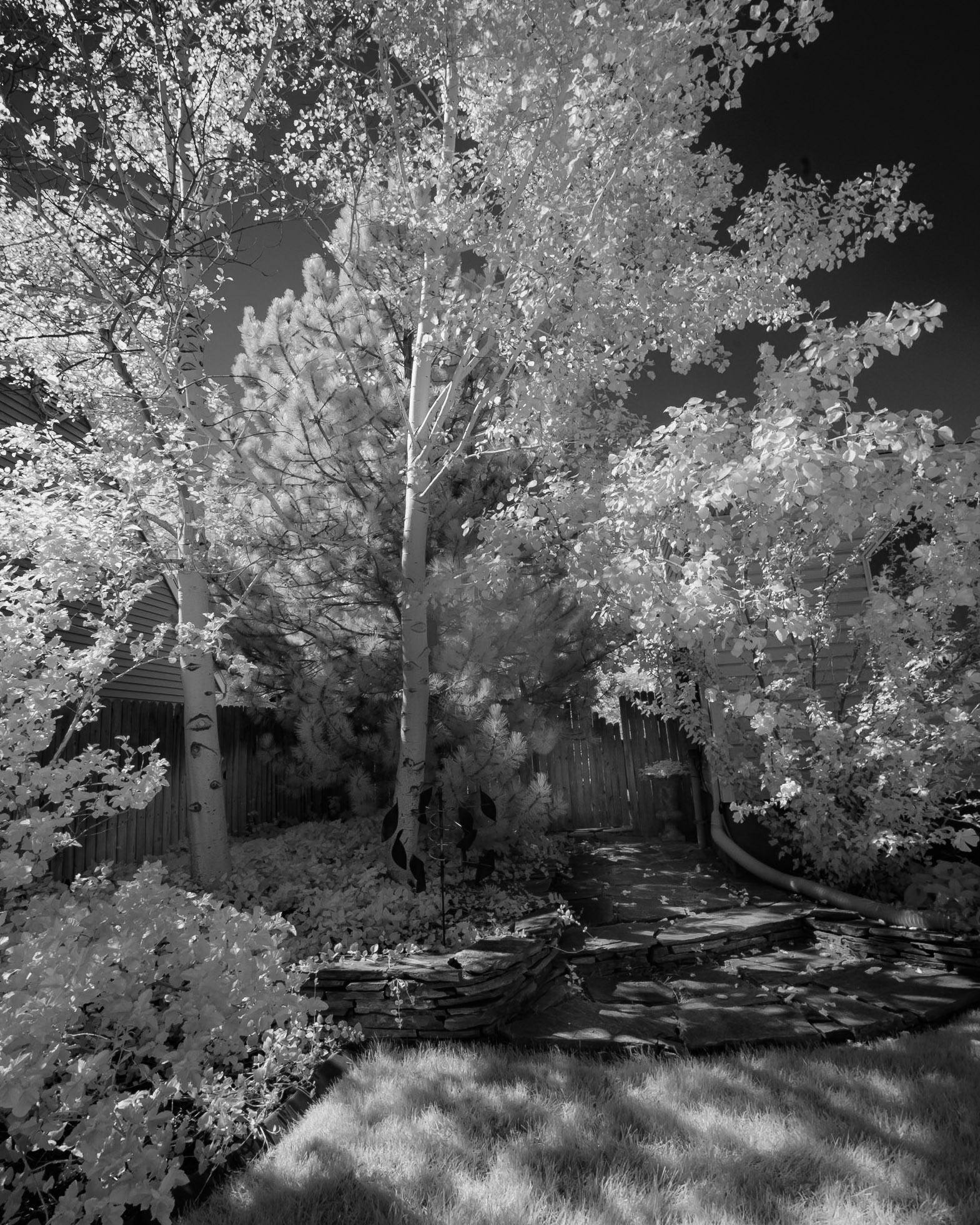 Pine and Quakies - IR