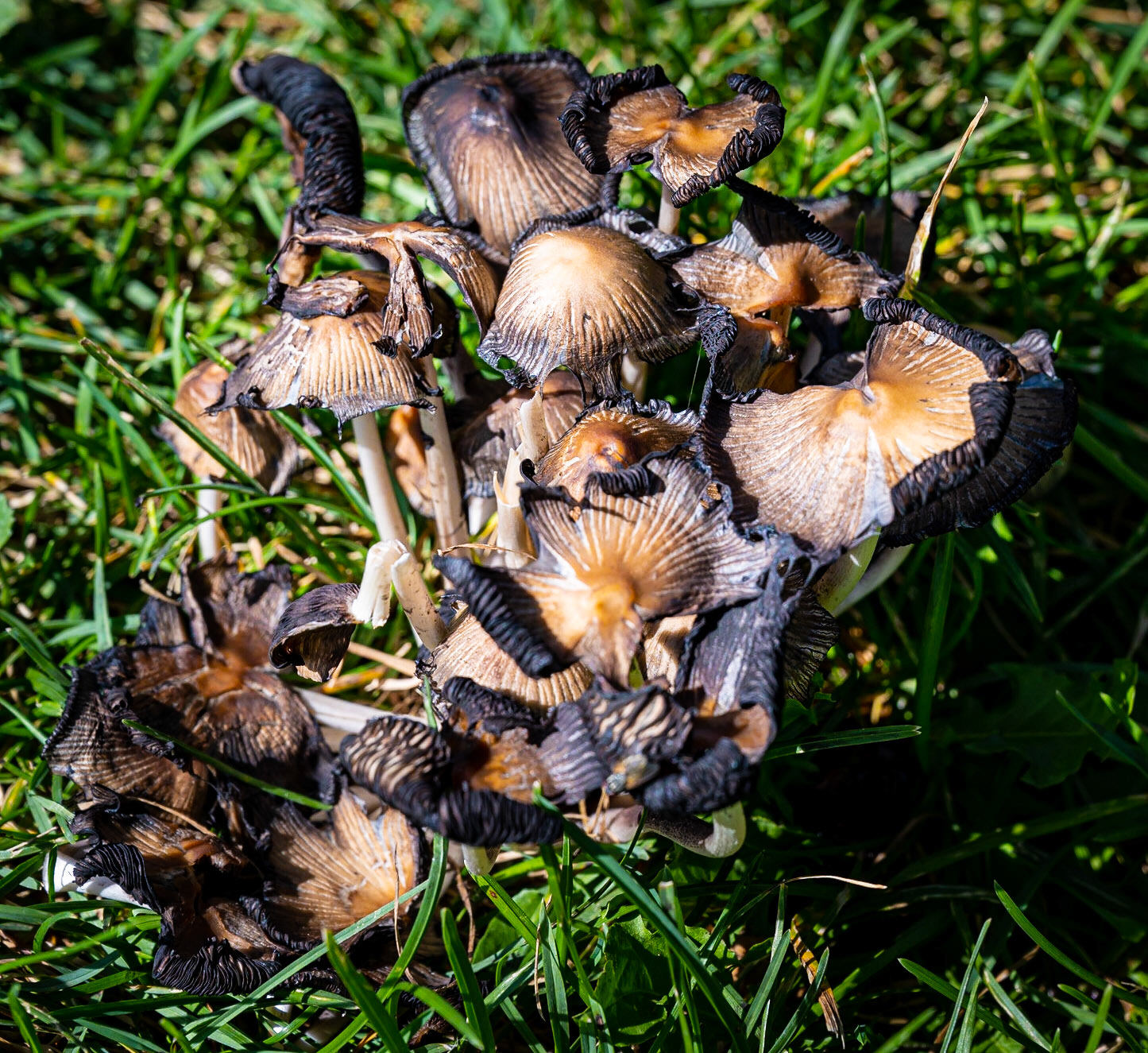 'Shrooms in the park