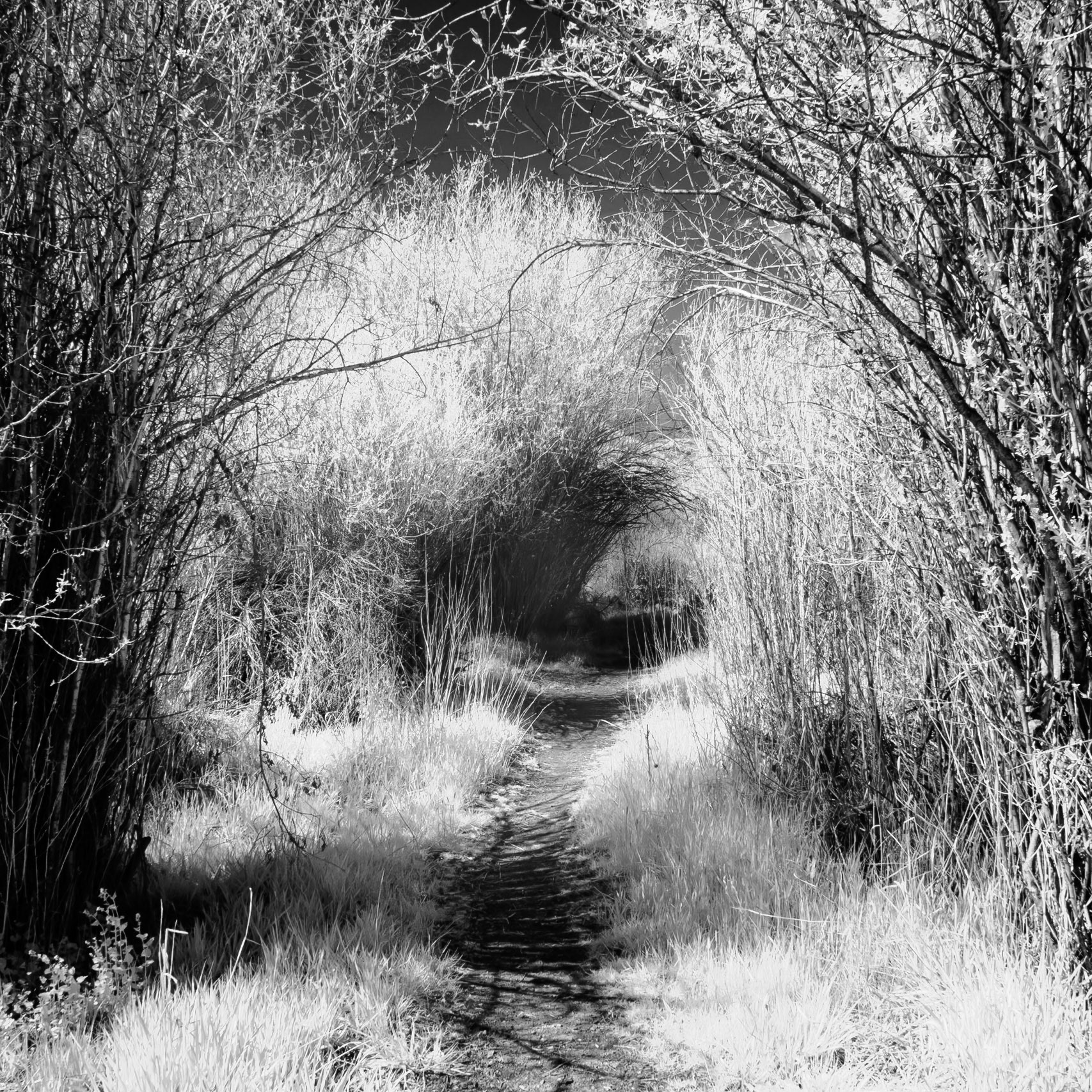 Mormon Flats Trail (IR)