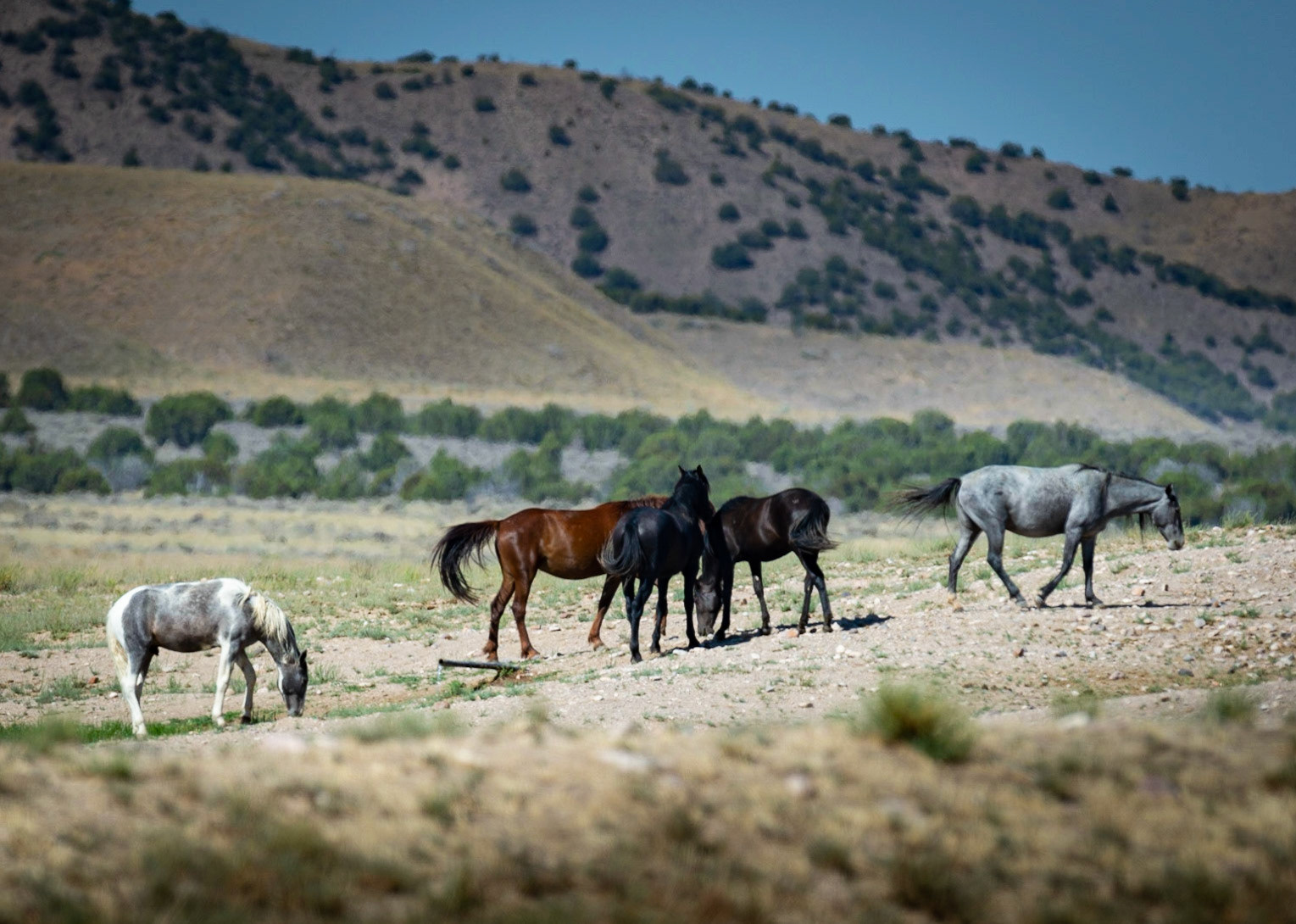 Wild Horses - Simpson Springs, UT