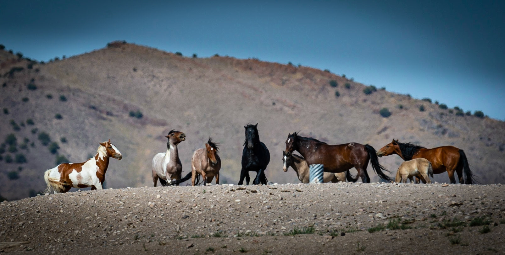 Wild Horses - Simpson Springs, UT