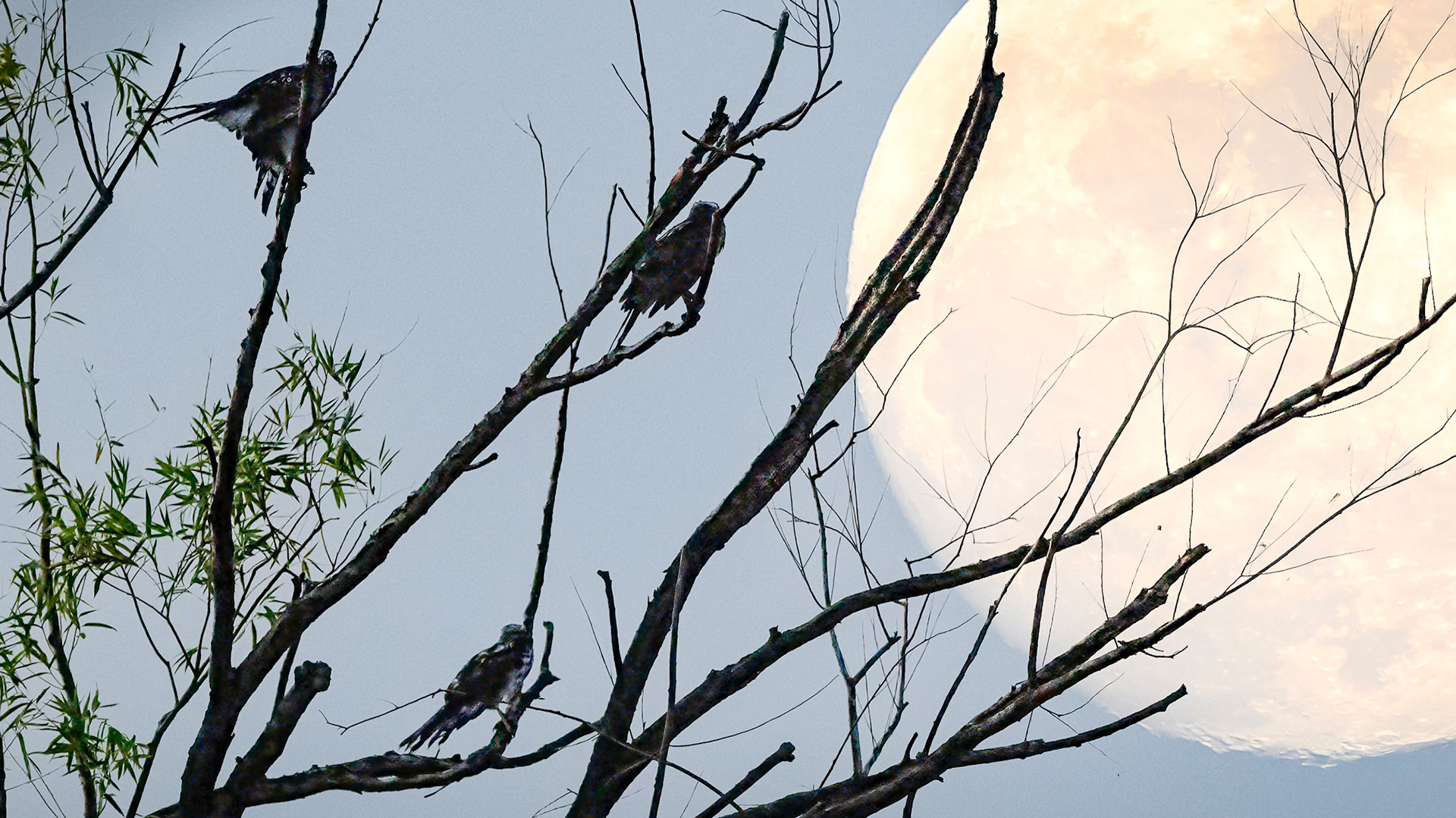 Hawk moon