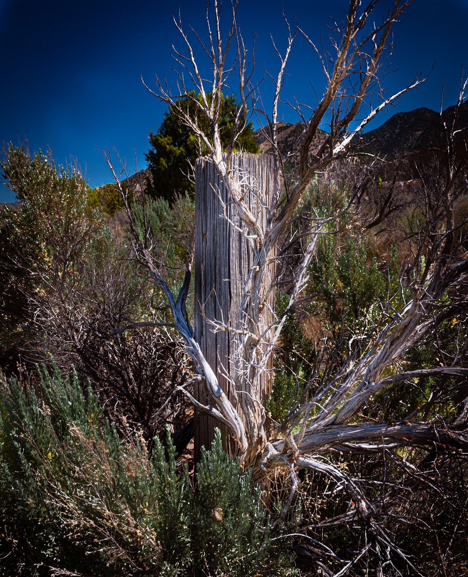 Post and Branches - Silver City, UT
