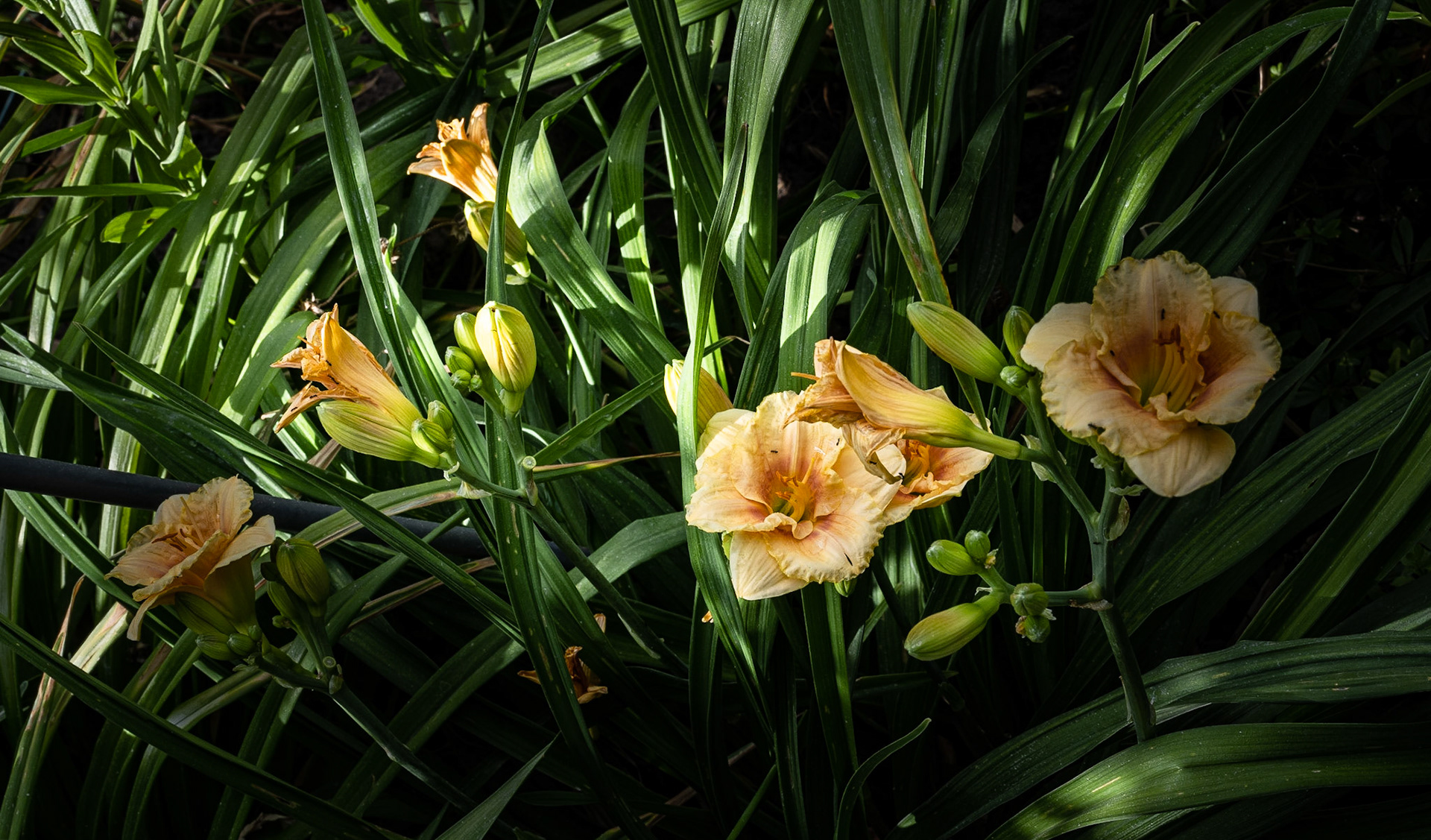 Yellow Lilies and Ants