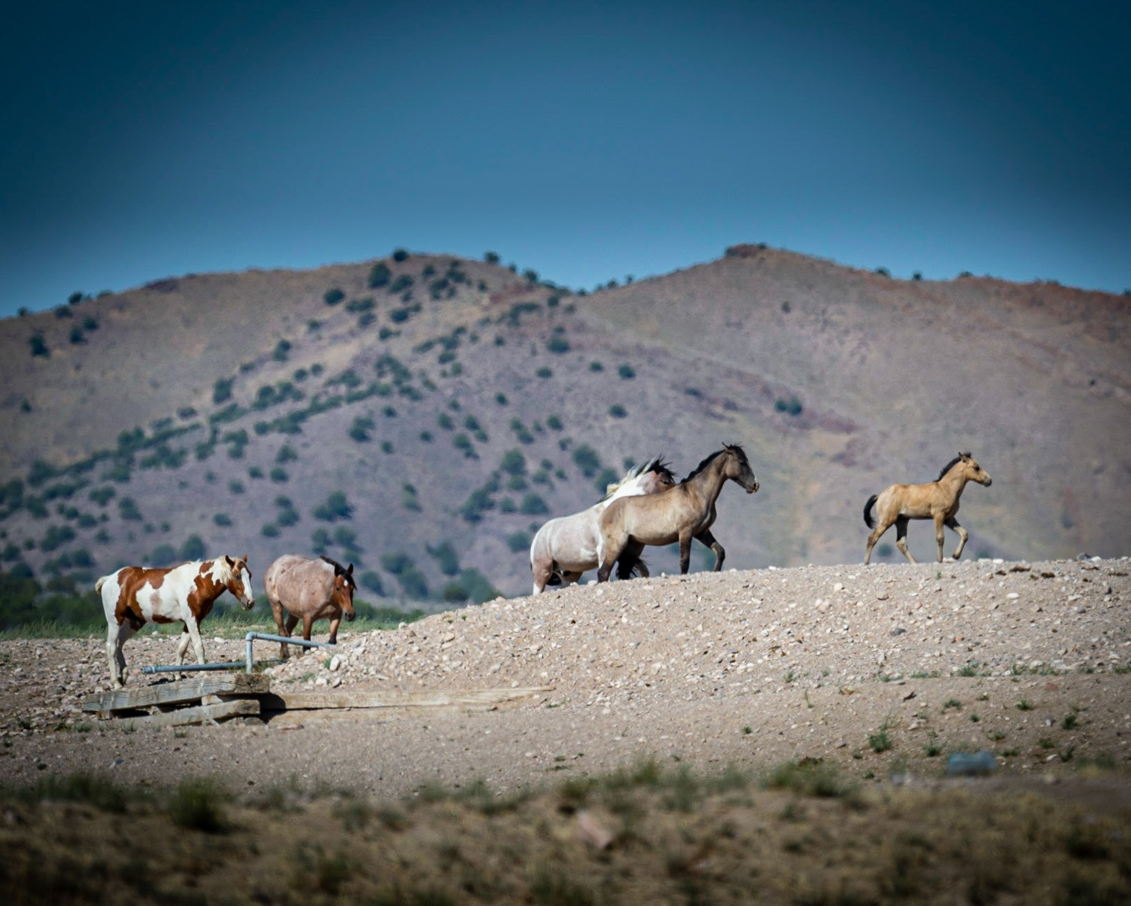 Wild Horses - Simpson Springs, UT