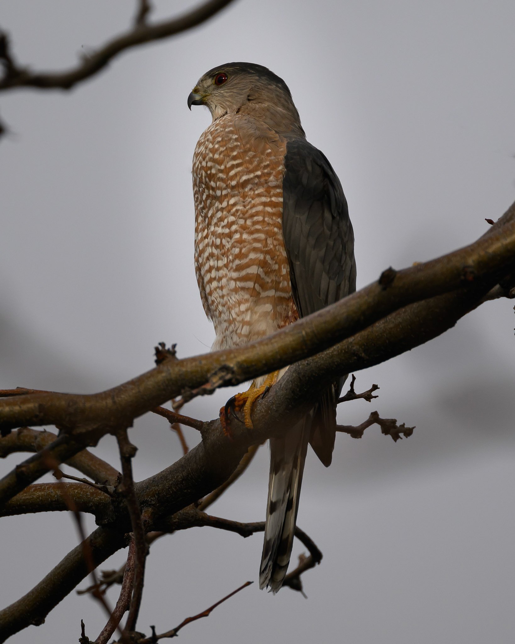 Coopers Hawk