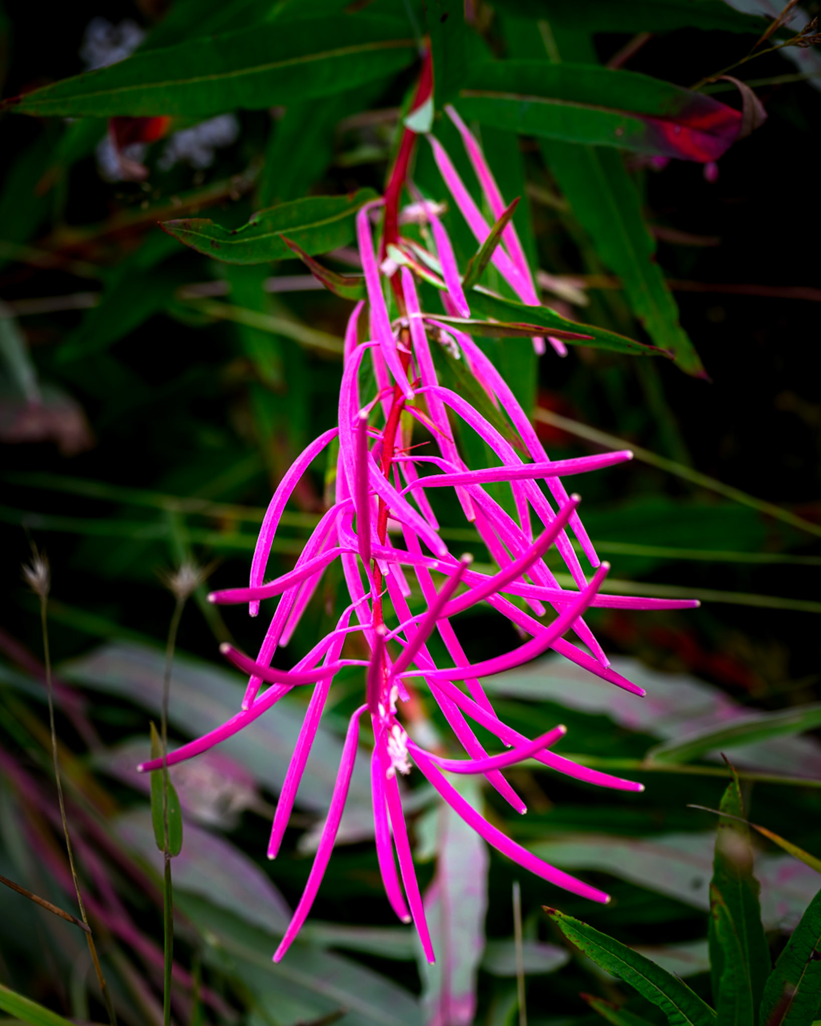 Fireweed