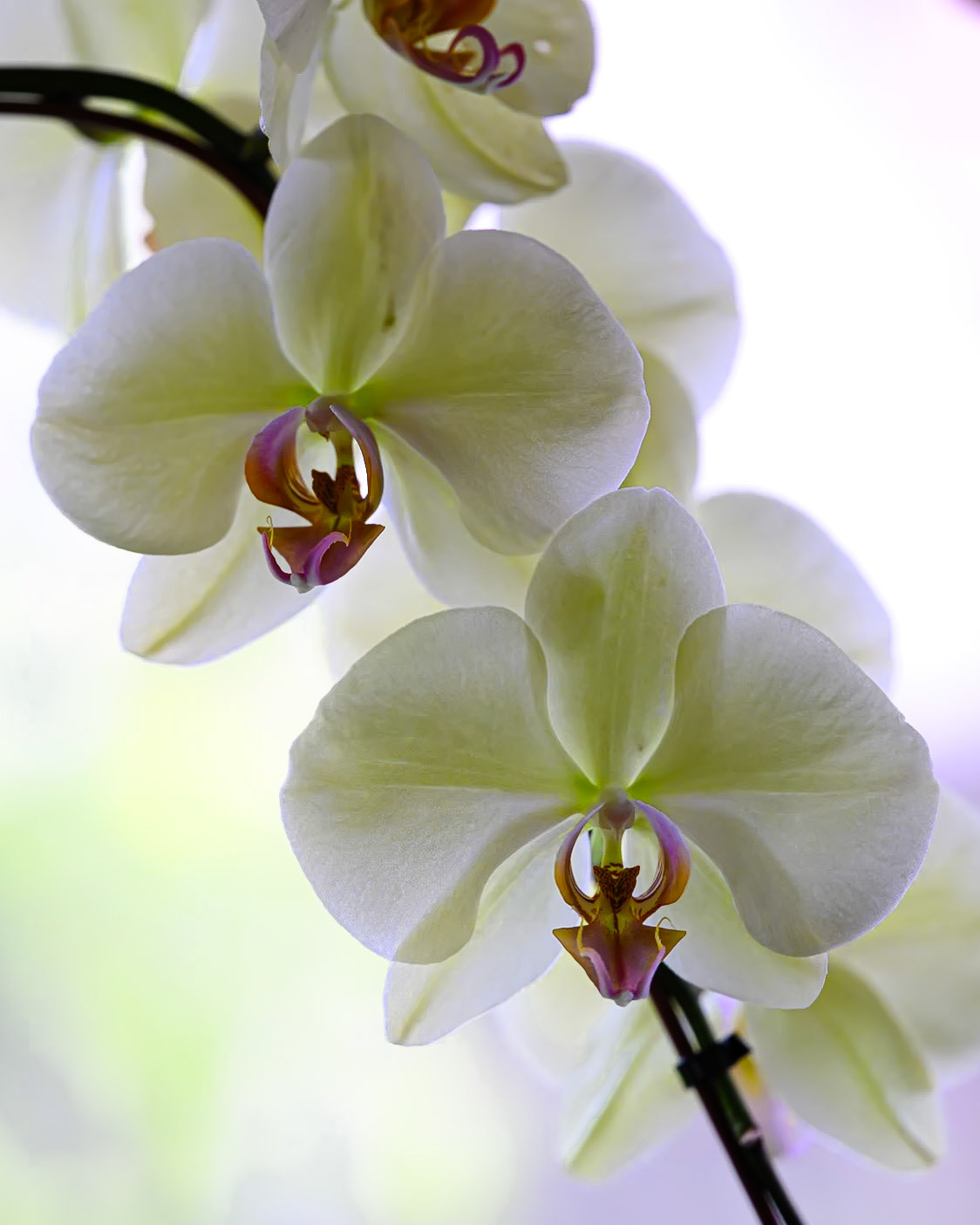 Phalaenopsis