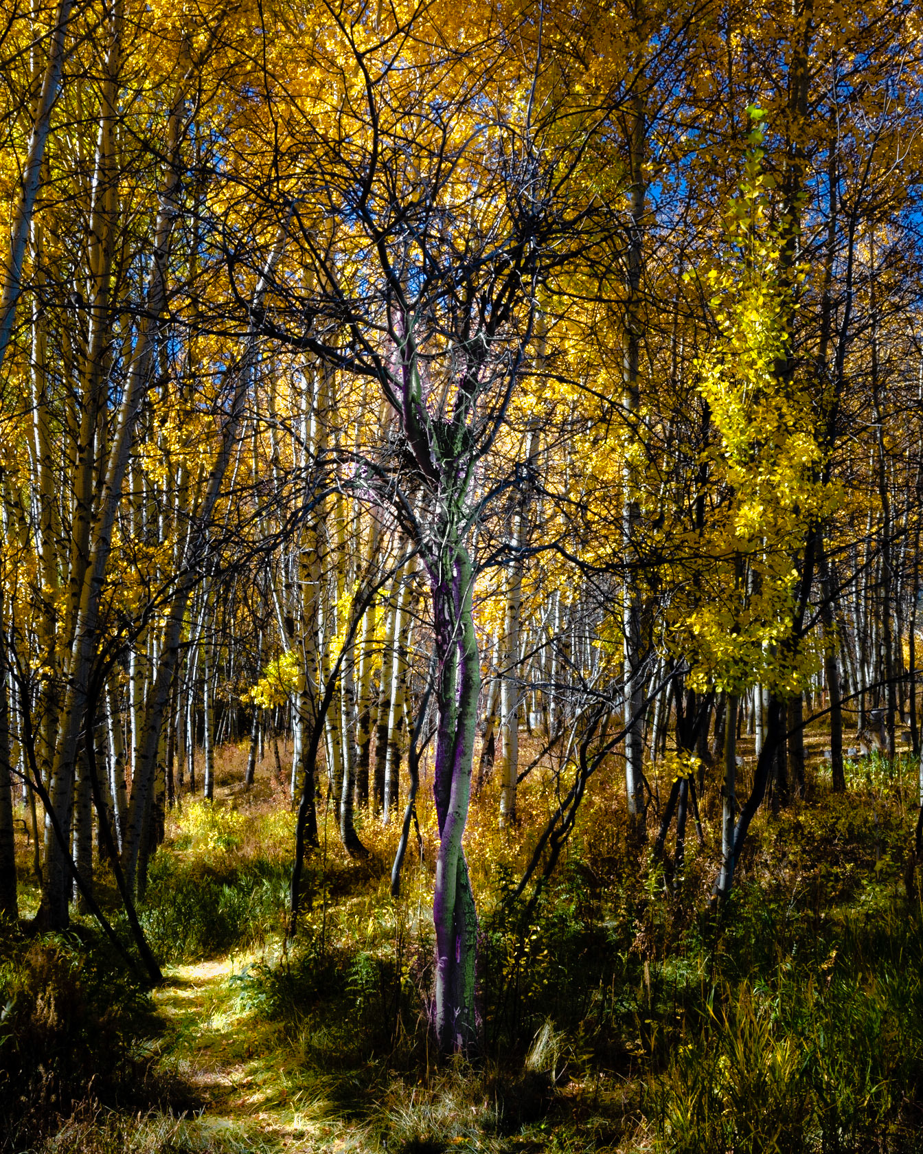 Cemetery Twisted Tree