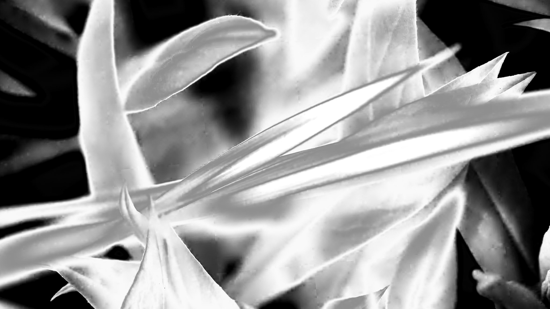 Day Lily Leaves IR