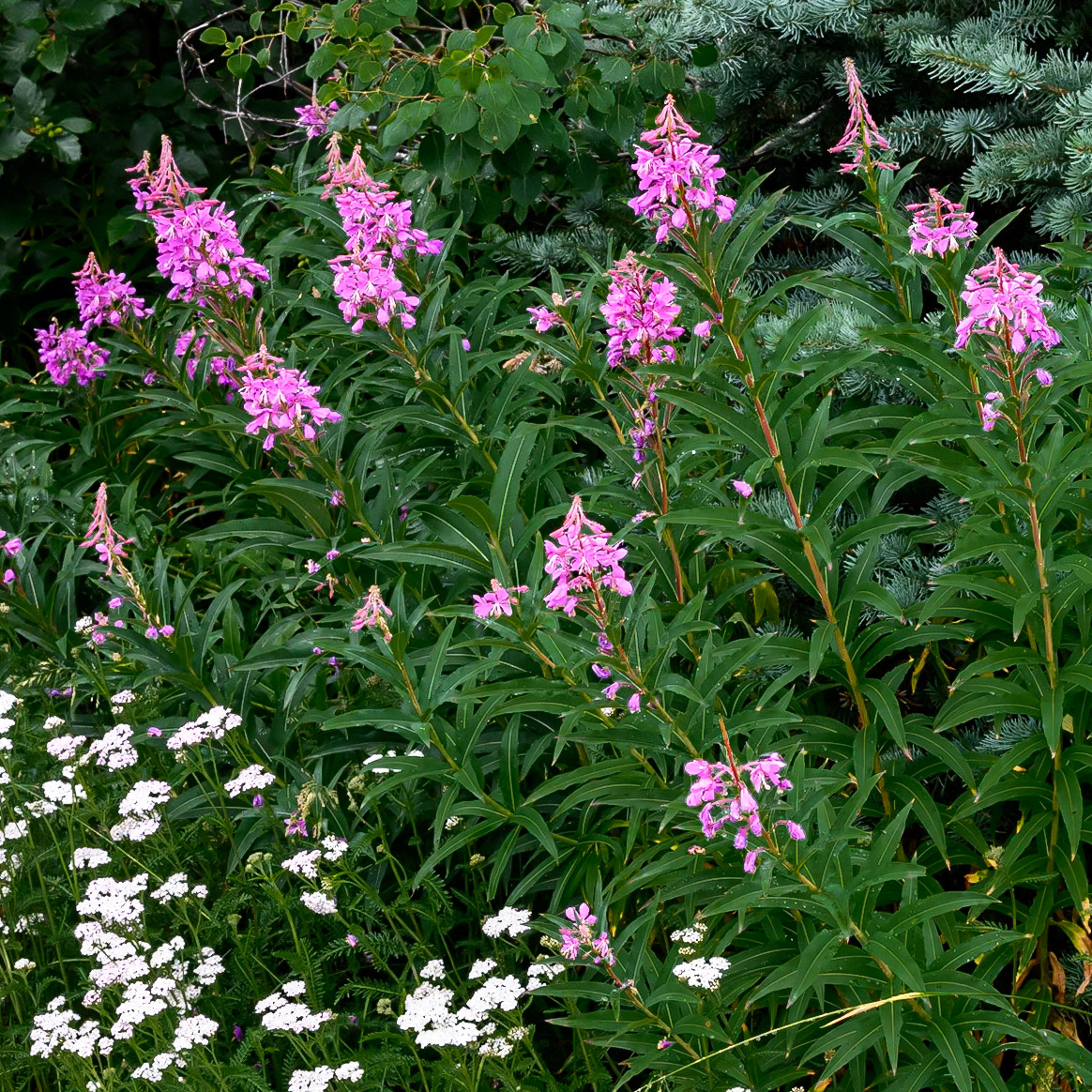 Fireweed and Yarrow